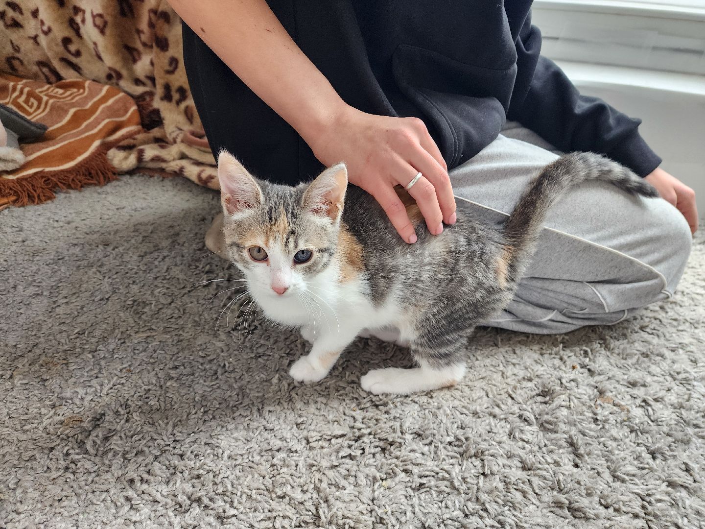 красноармейск, городской округ пушкинский, спасение бездомных животных, зооволонтеры,кошки,