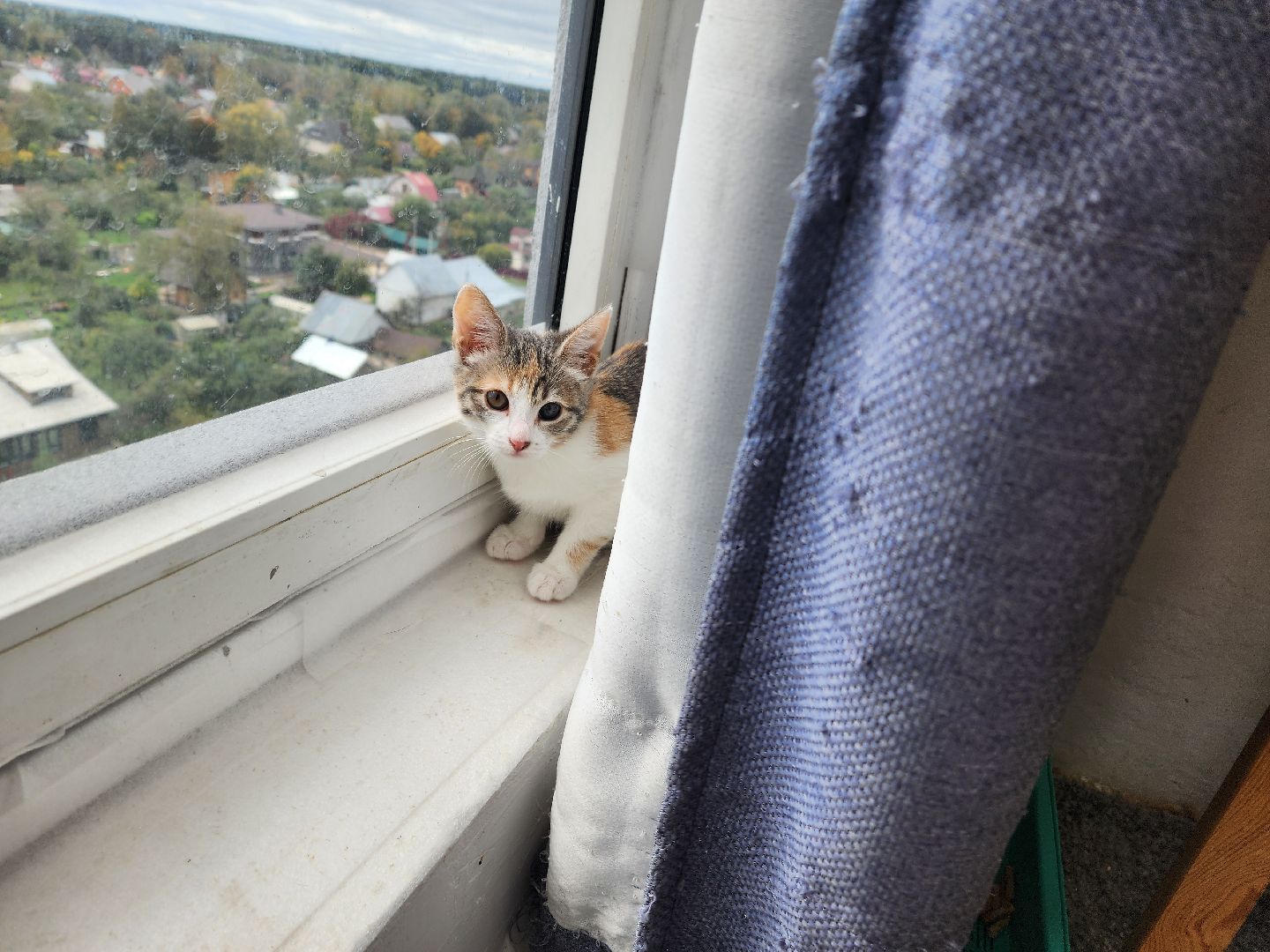 красноармейск, городской округ пушкинский, спасение бездомных животных, зооволонтеры,кошки,