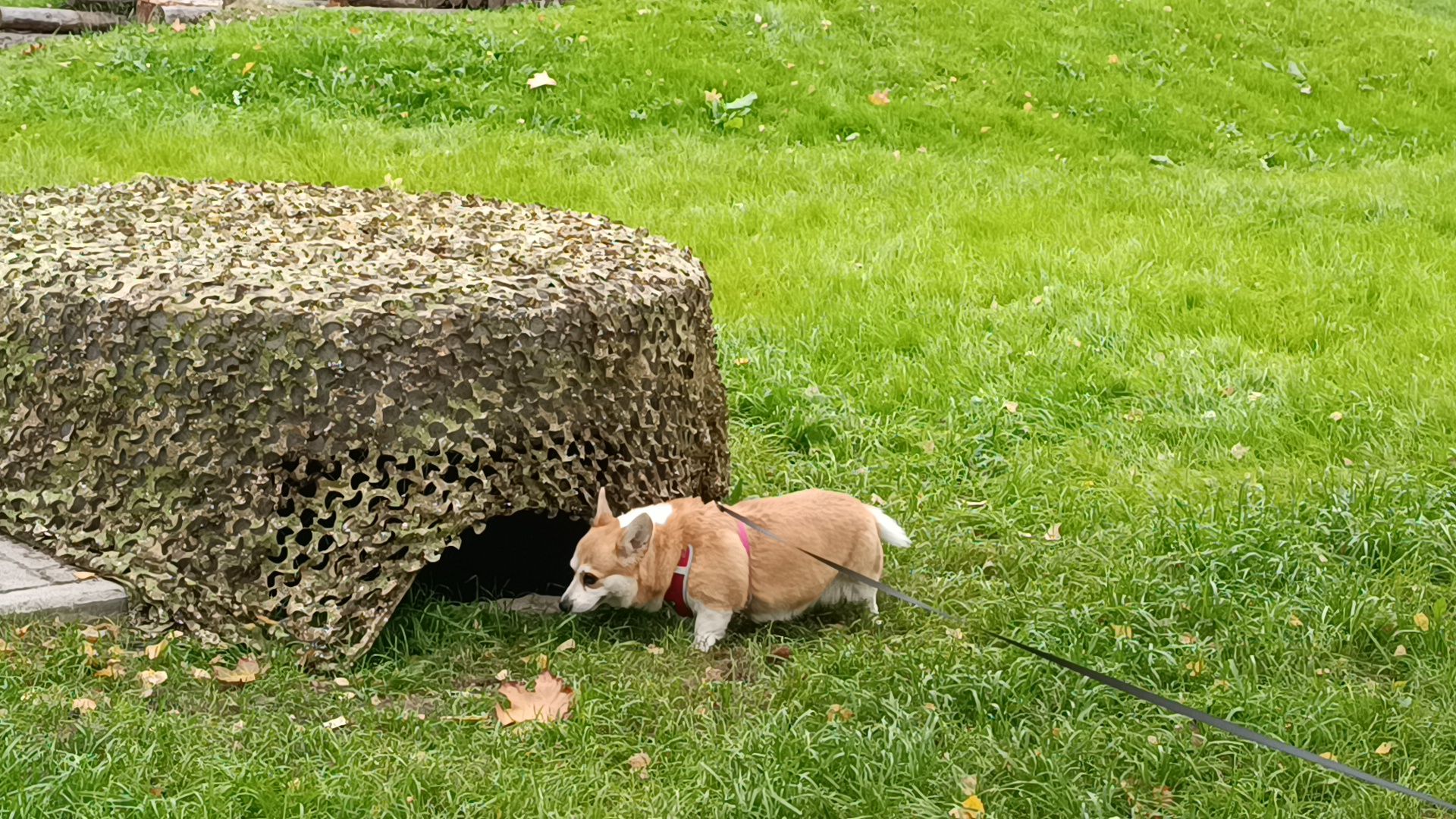 парк, лобня , благоустройство,