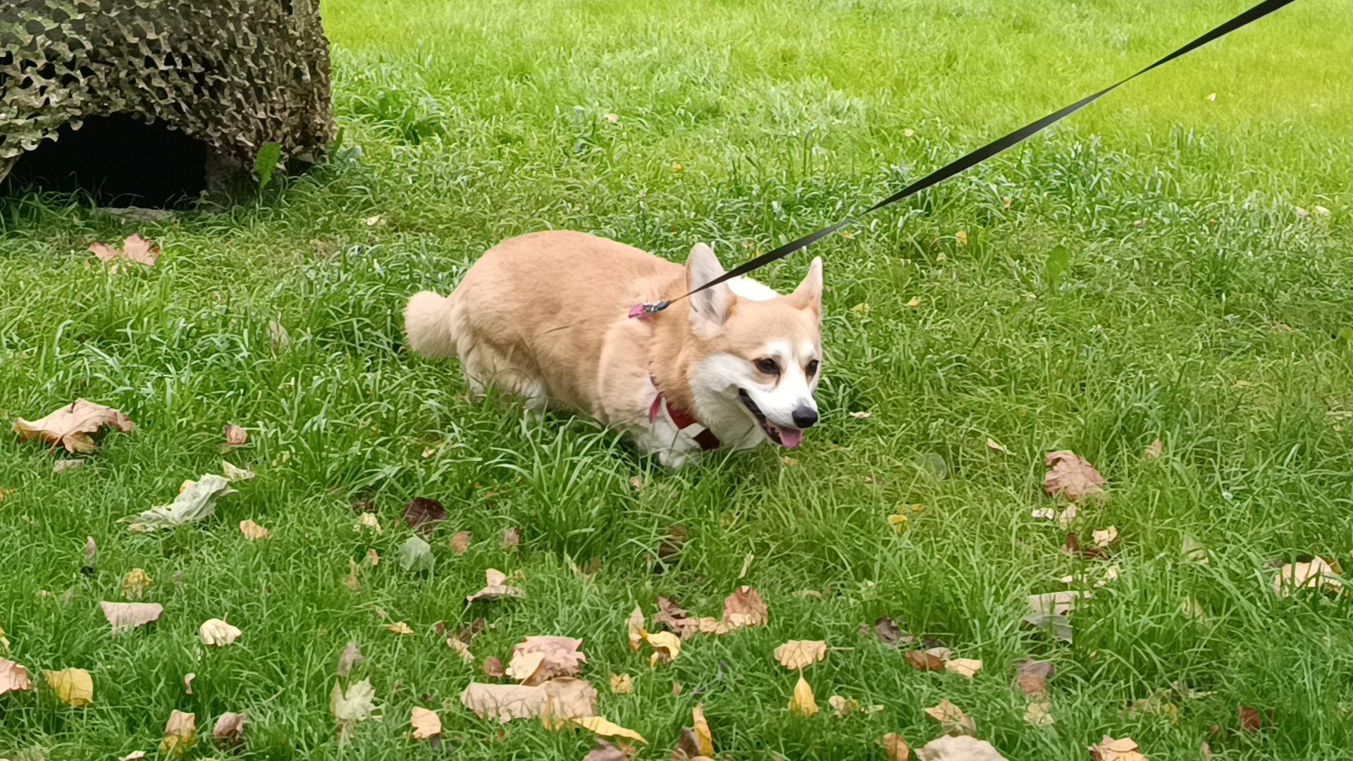 парк, лобня , благоустройство,