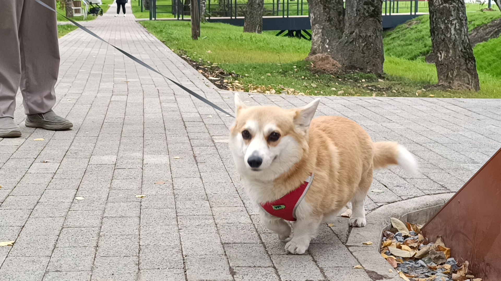парк, лобня , благоустройство,