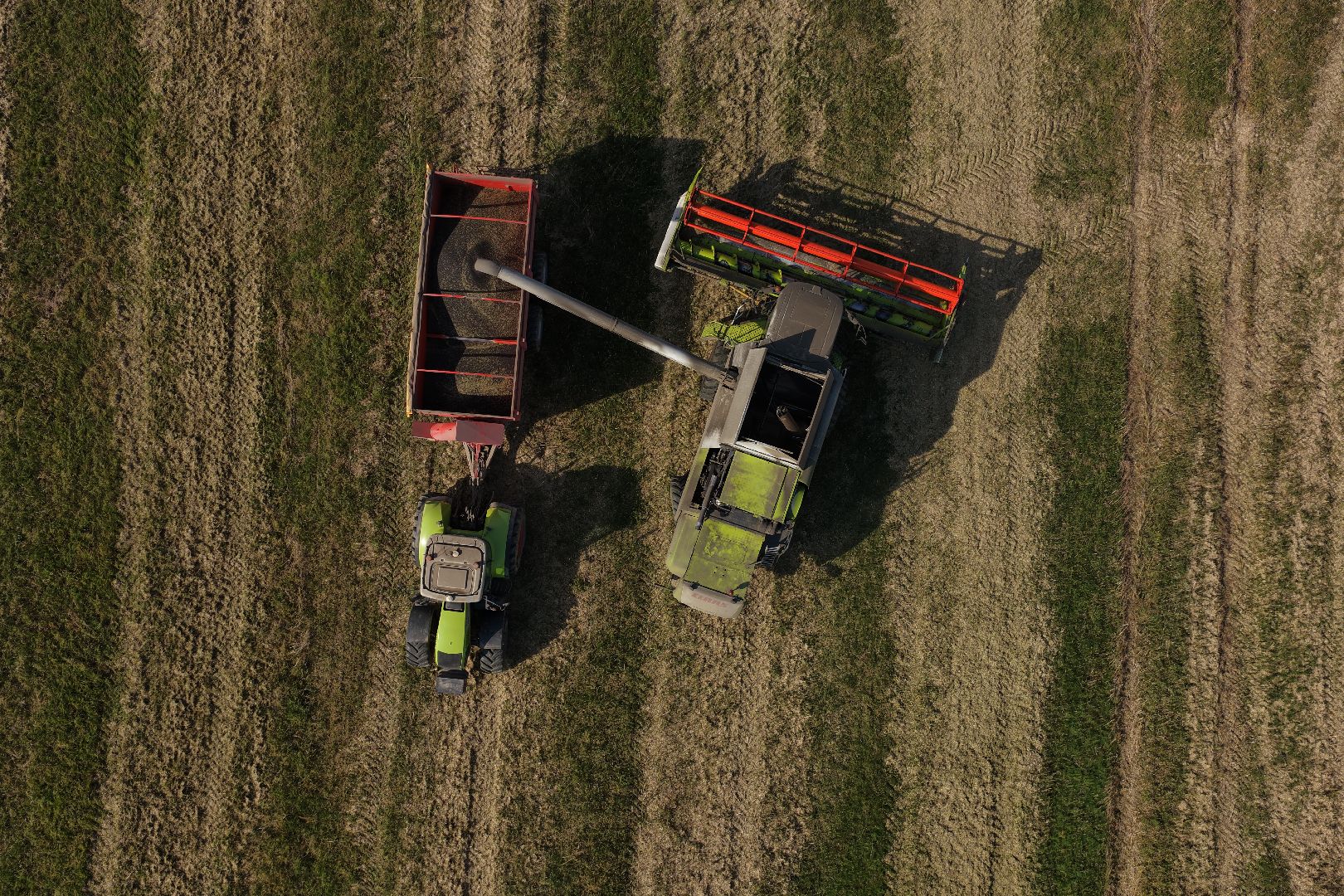 видео с коптера, сбор рапса, урожай 2025,