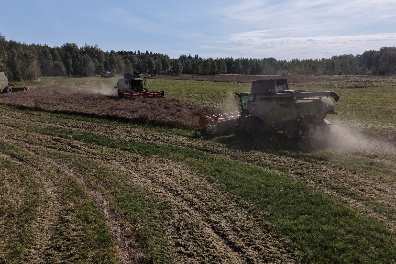 видео с коптера, сбор рапса, урожай 2025,