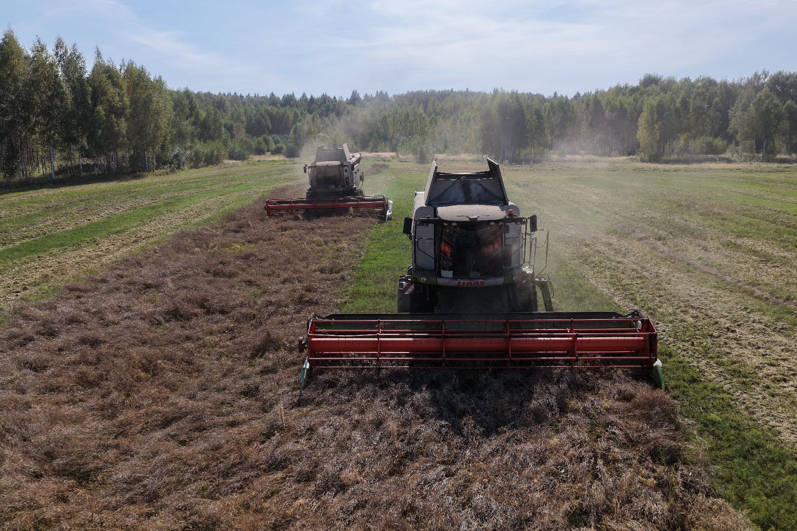 видео с коптера, сбор рапса, урожай 2025,