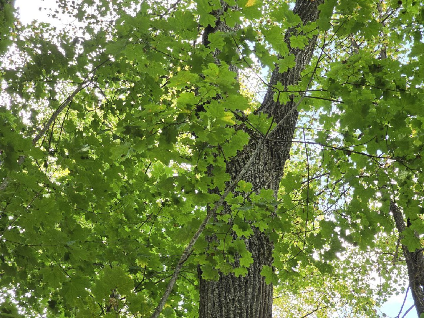 можайск, можайский муниципальный округ, подмосковье, история, немые свидетели войны, великая отечественная война,