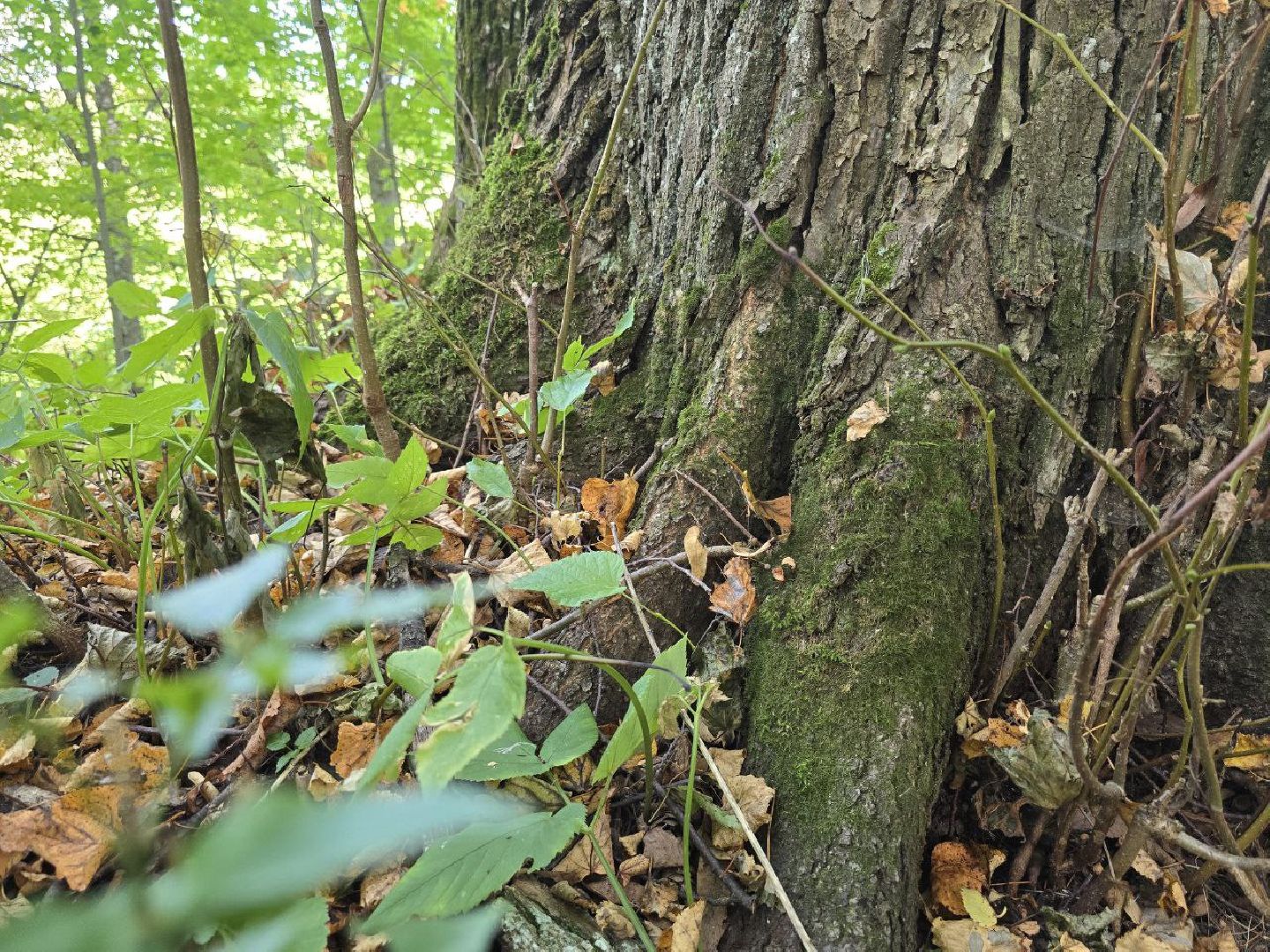 можайск, можайский муниципальный округ, подмосковье, история, немые свидетели войны, великая отечественная война,