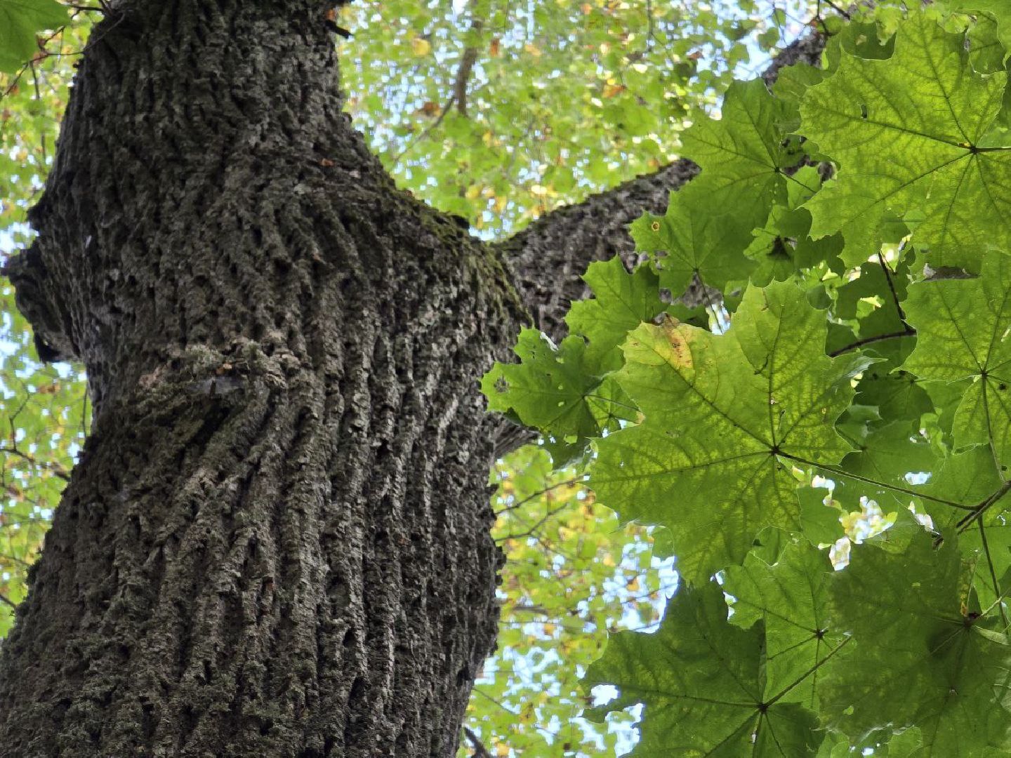 можайск, можайский муниципальный округ, подмосковье, история, немые свидетели войны, великая отечественная война,