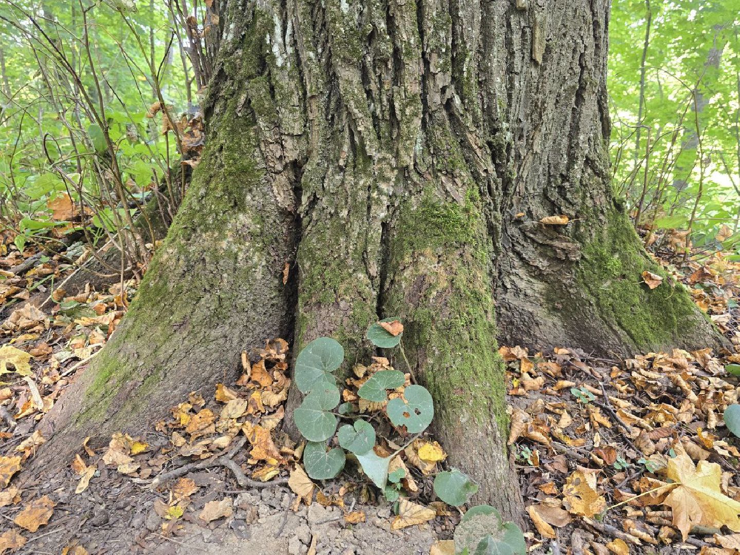 можайск, можайский муниципальный округ, подмосковье, история, немые свидетели войны, великая отечественная война,