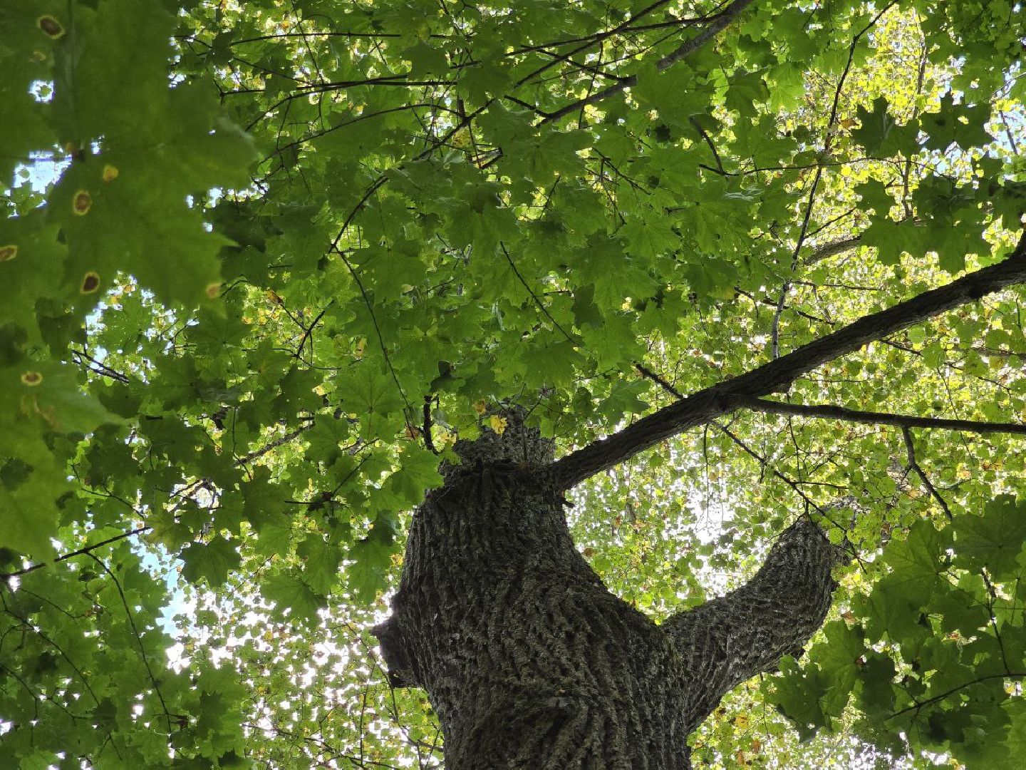 можайск, можайский муниципальный округ, подмосковье, история, немые свидетели войны, великая отечественная война,