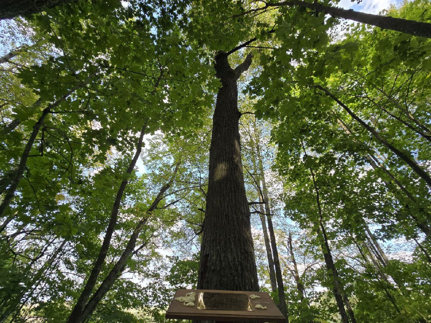 можайск, можайский муниципальный округ, подмосковье, история, немые свидетели войны, великая отечественная война,