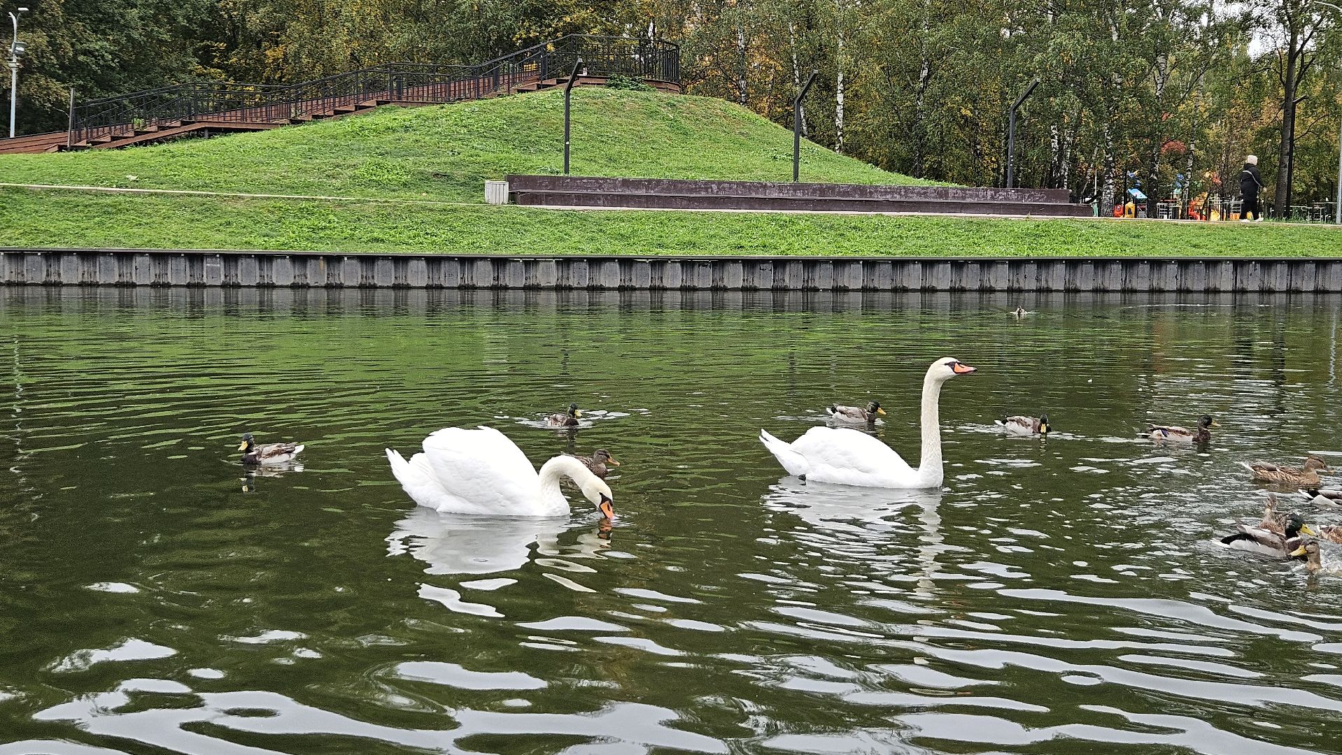 долгопрудный, центральный парк победы, лебеди, лебедь белая,