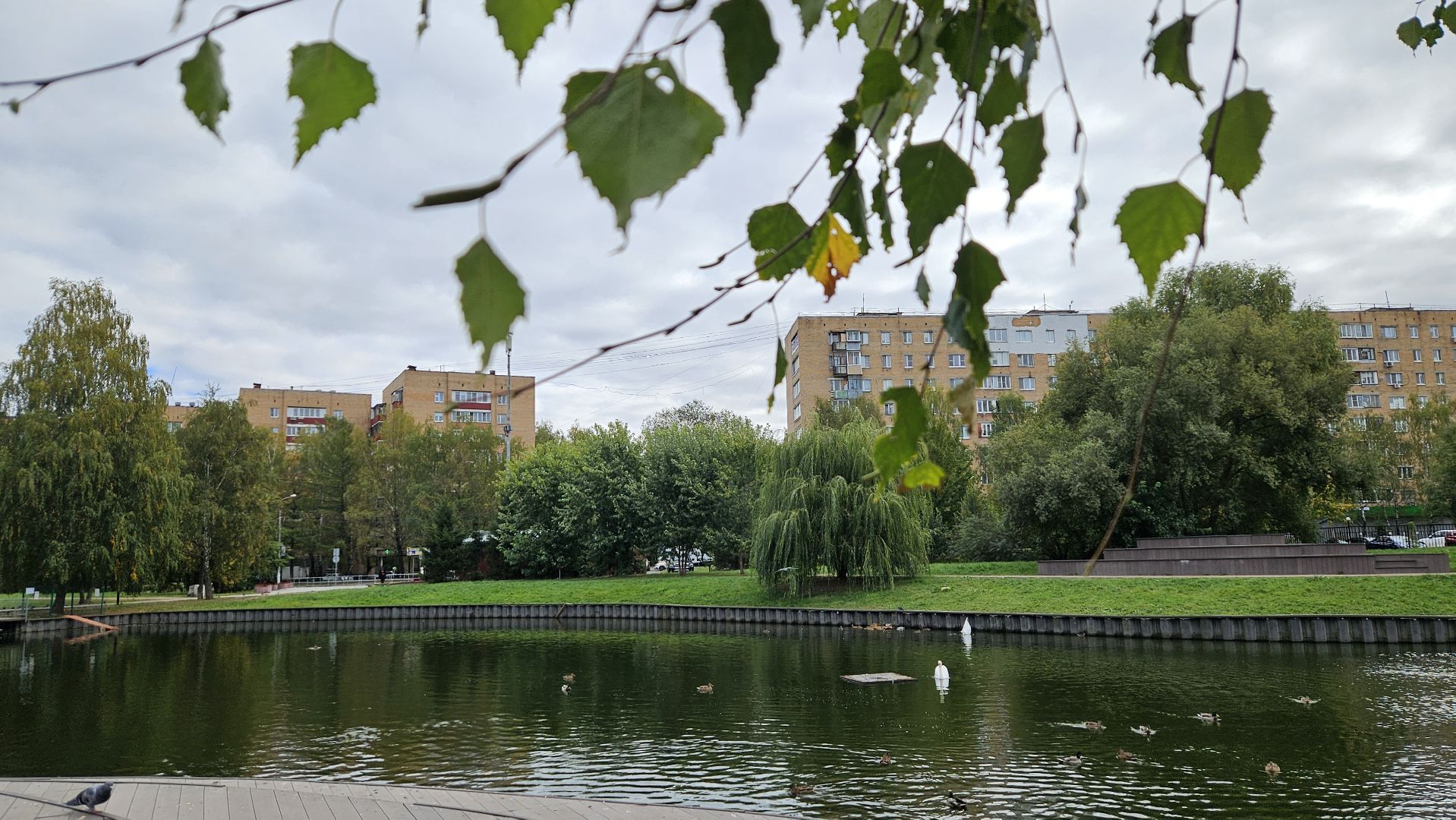 долгопрудный, центральный парк победы, лебеди, лебедь белая,