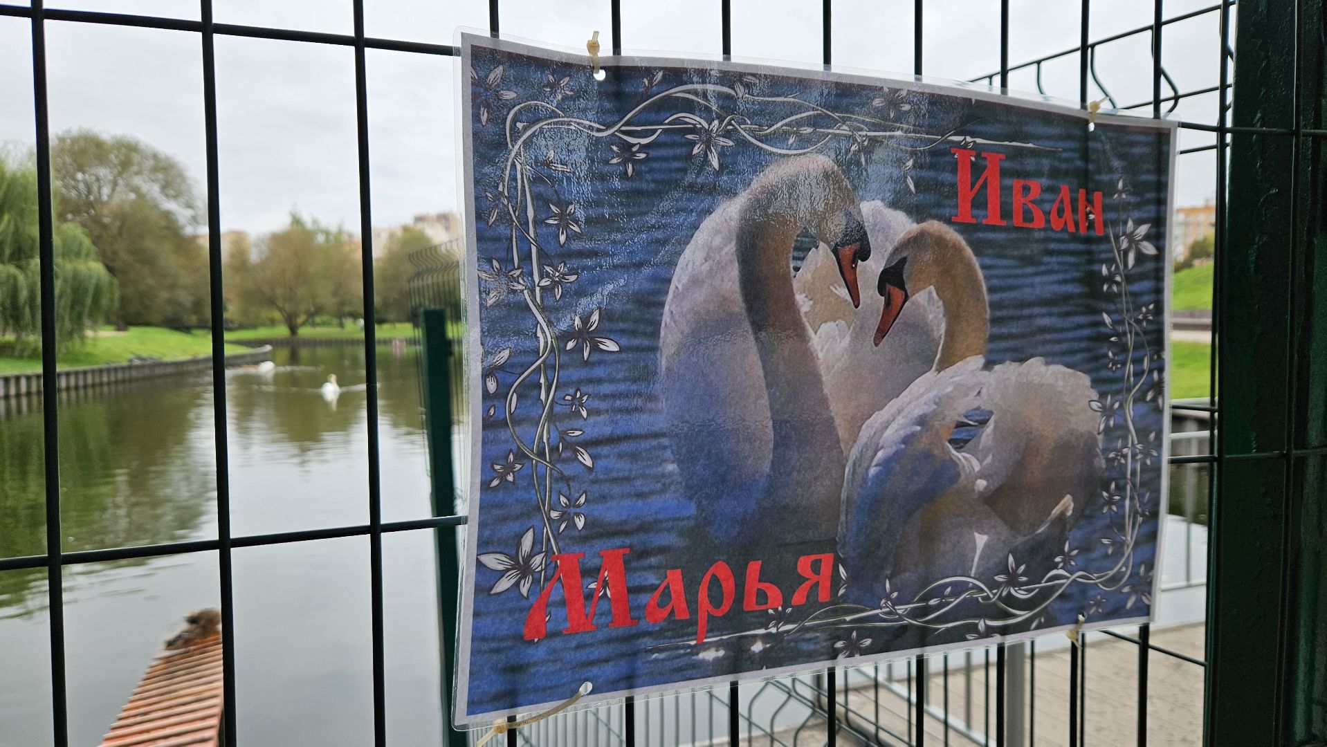 долгопрудный, центральный парк победы, лебеди, лебедь белая,