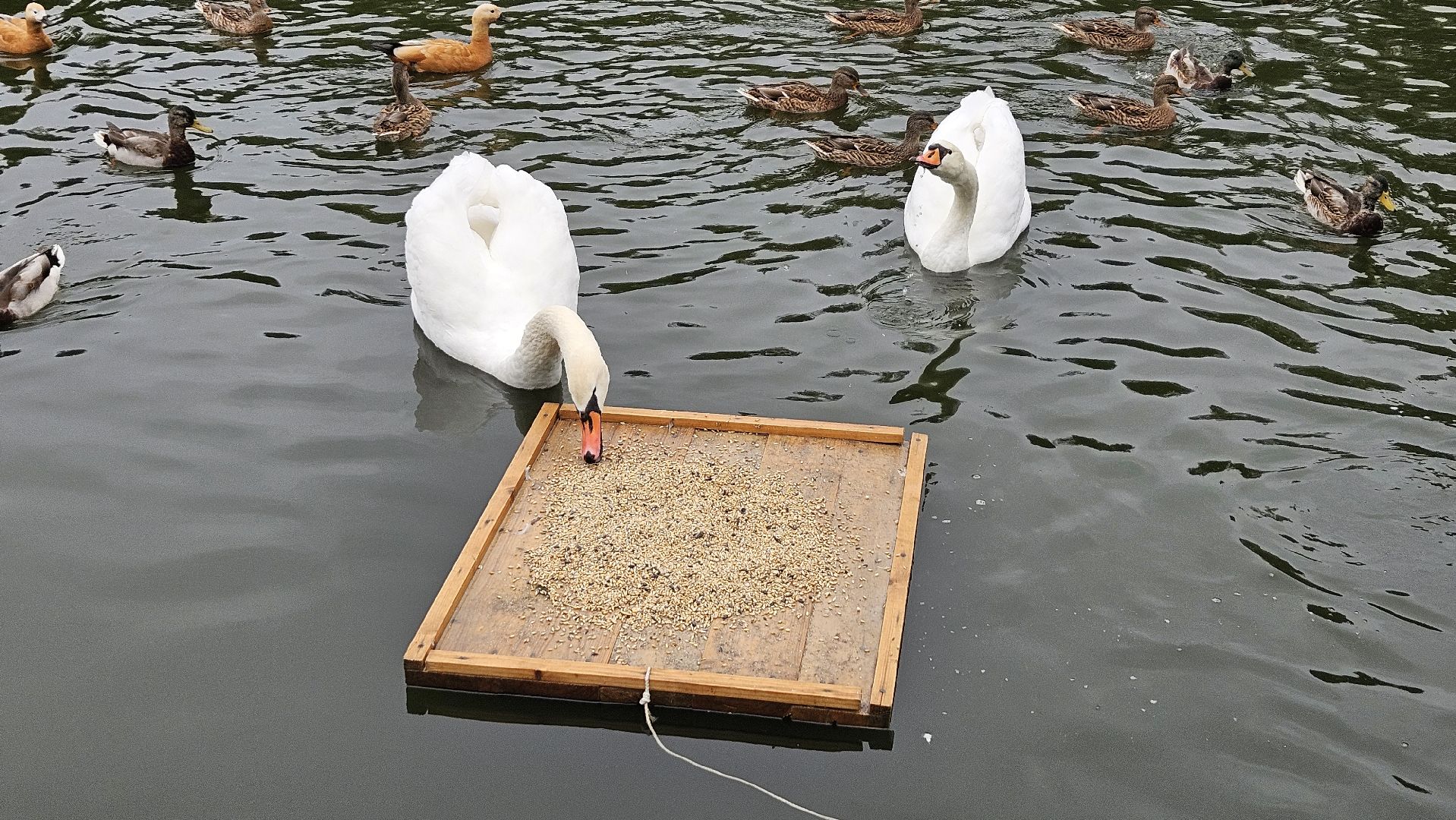 долгопрудный, центральный парк победы, лебеди, лебедь белая,