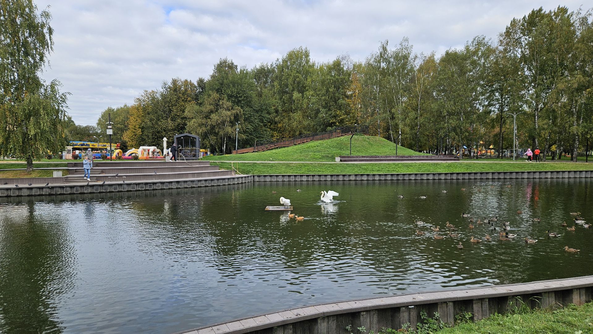 долгопрудный, центральный парк победы, лебеди, лебедь белая,