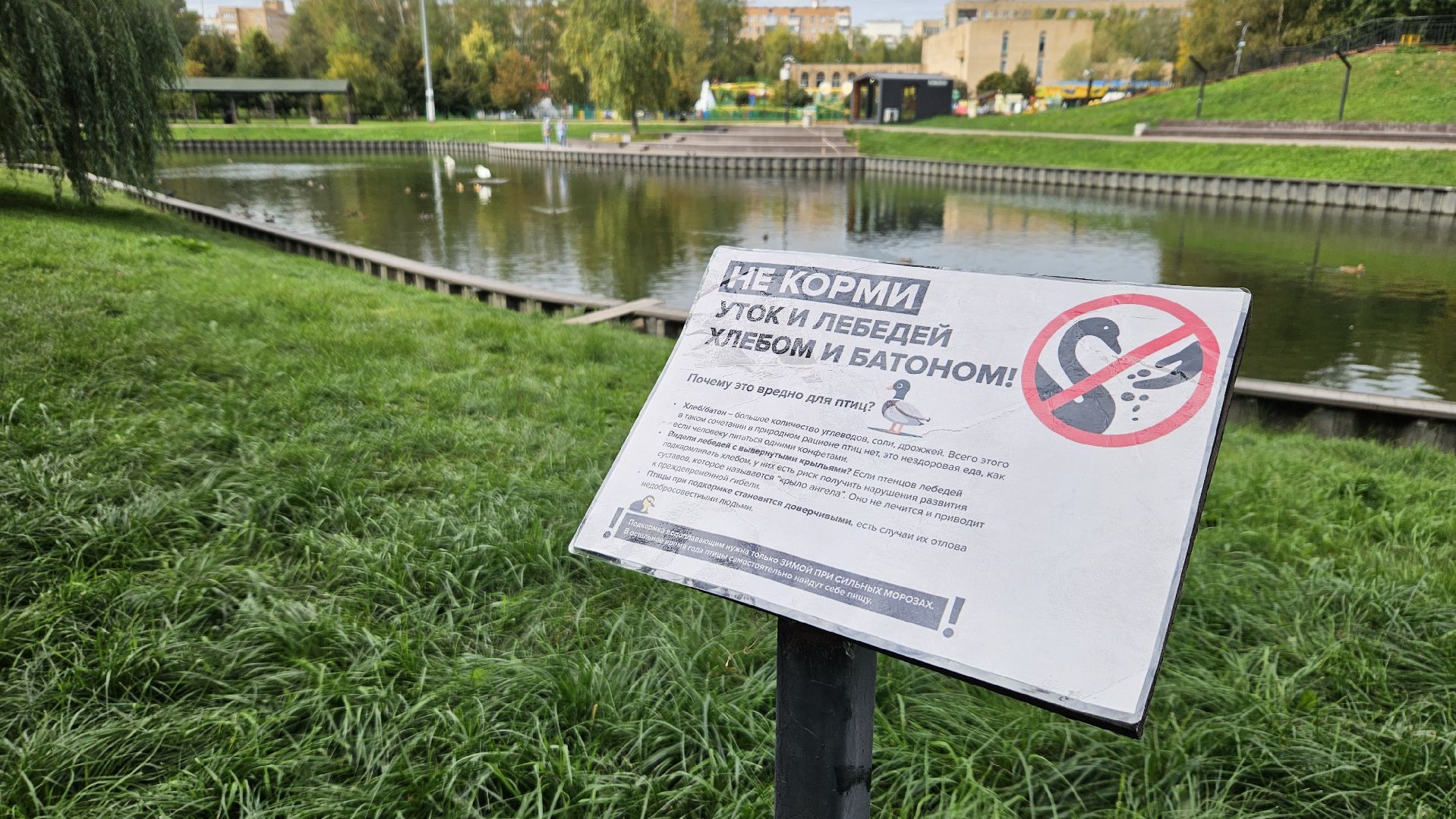 долгопрудный, центральный парк победы, лебеди, лебедь белая,