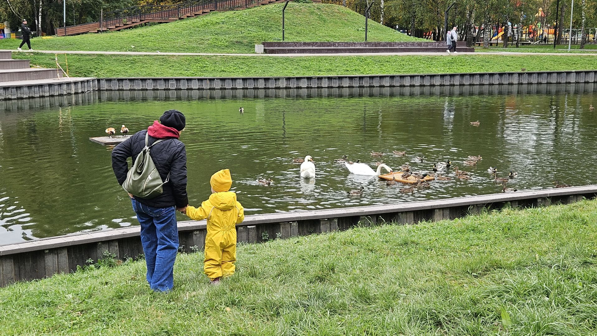 долгопрудный, центральный парк победы, лебеди, лебедь белая,
