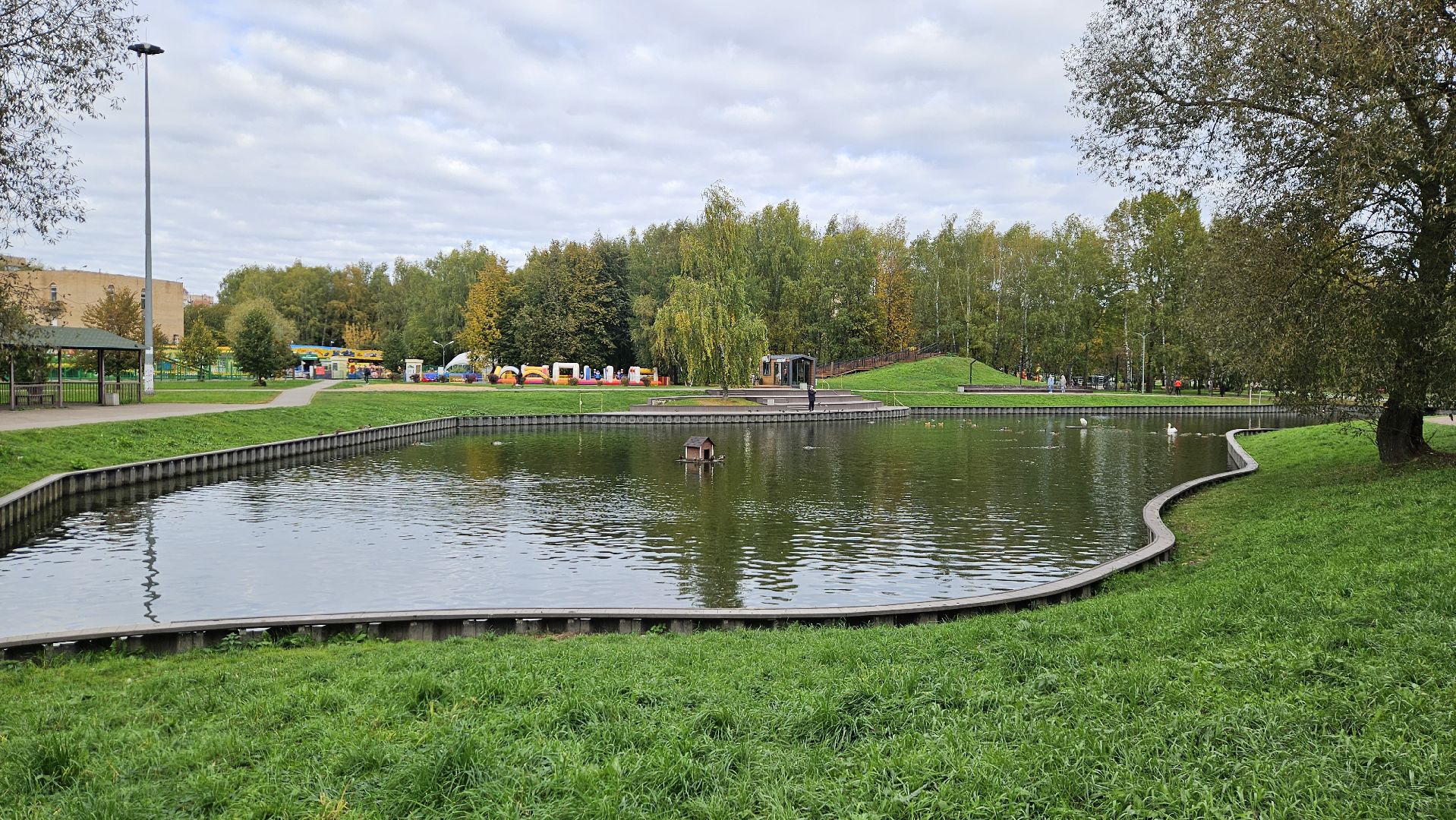 долгопрудный, центральный парк победы, лебеди, лебедь белая,