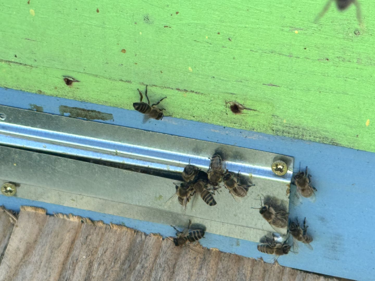 шаховская, пасека, экомед, пчеловод, пчеловодство,