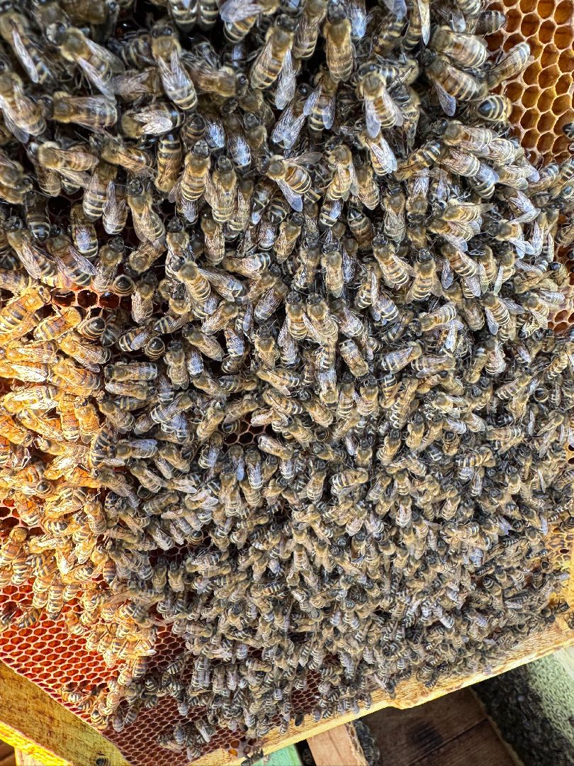 шаховская, пасека, экомед, пчеловод, пчеловодство,