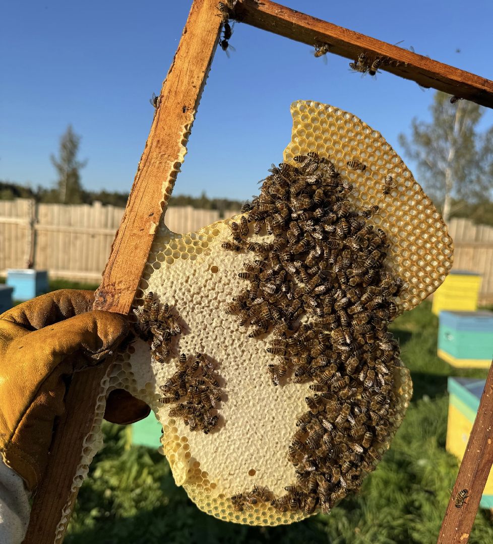 шаховская, пасека, экомед, пчеловод, пчеловодство,