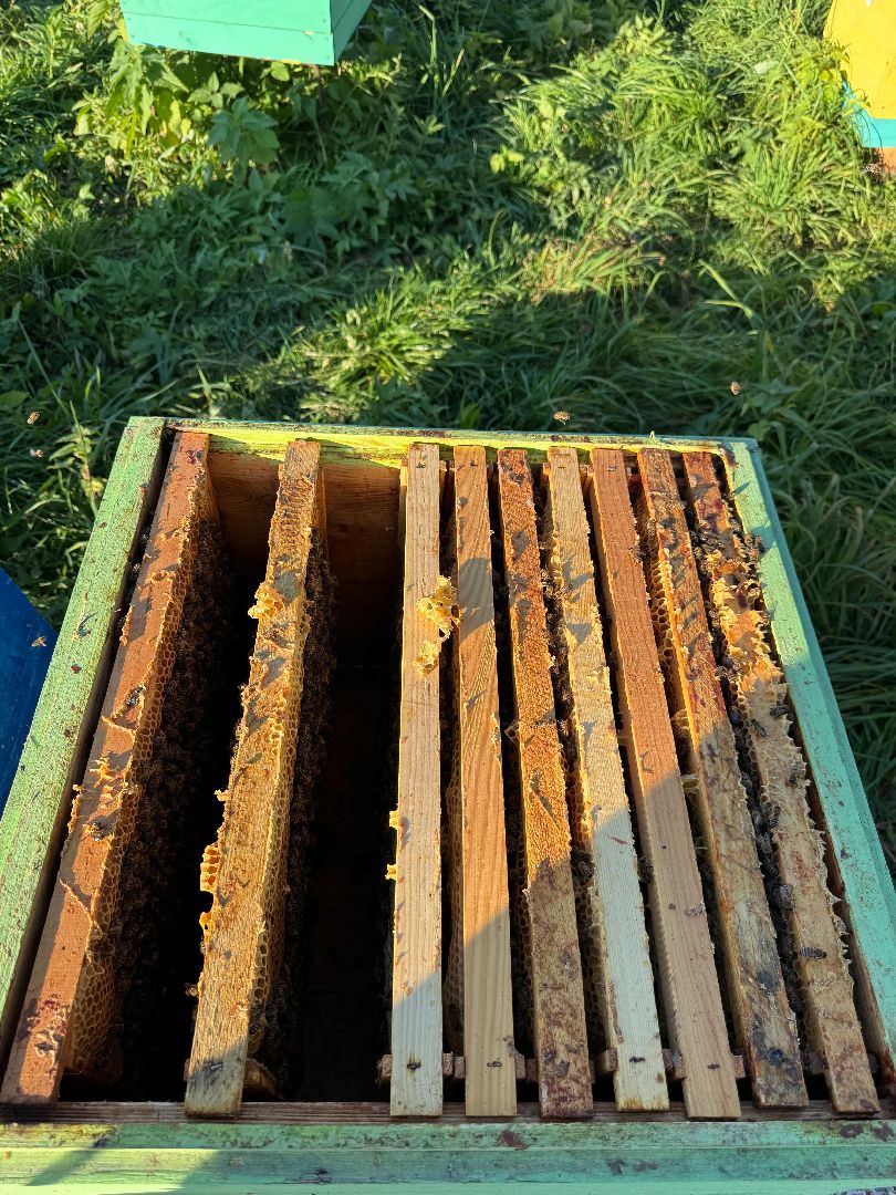 шаховская, пасека, экомед, пчеловод, пчеловодство,