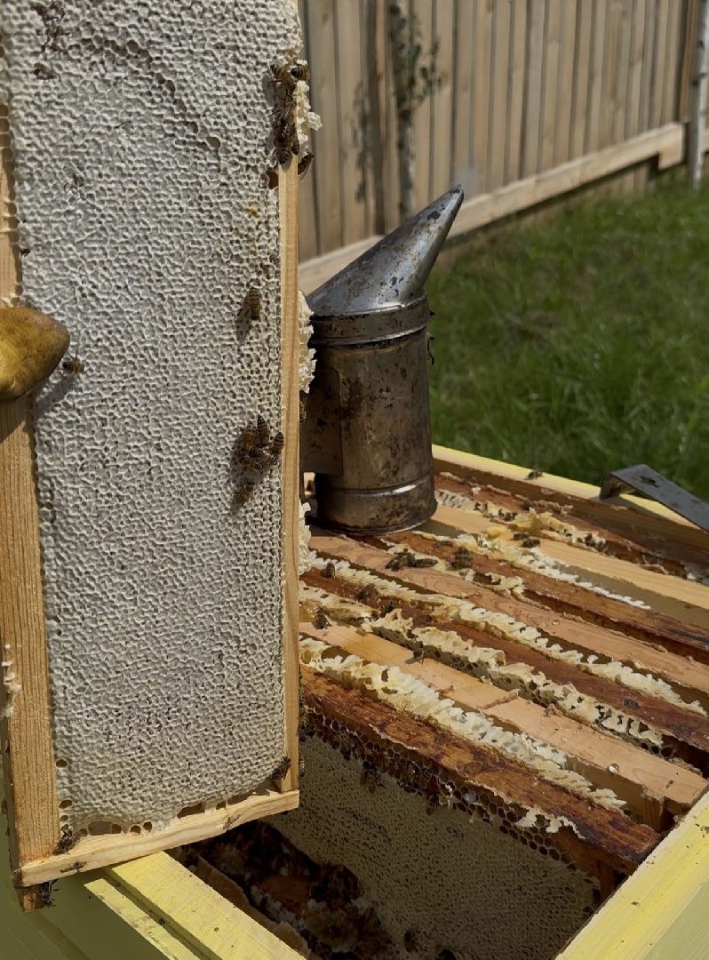 шаховская, пасека, экомед, пчеловод, пчеловодство,