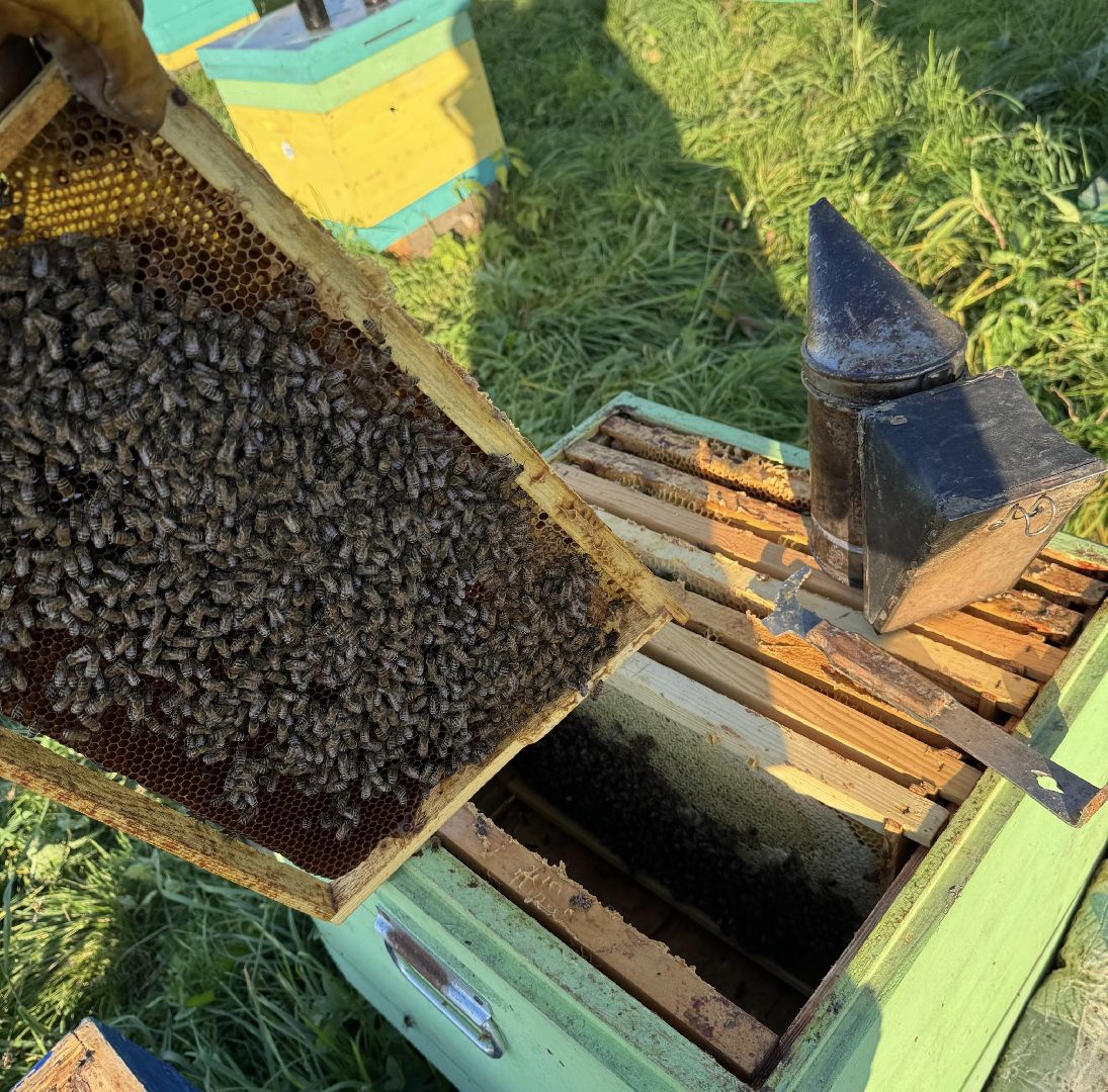 шаховская, пасека, экомед, пчеловод, пчеловодство,