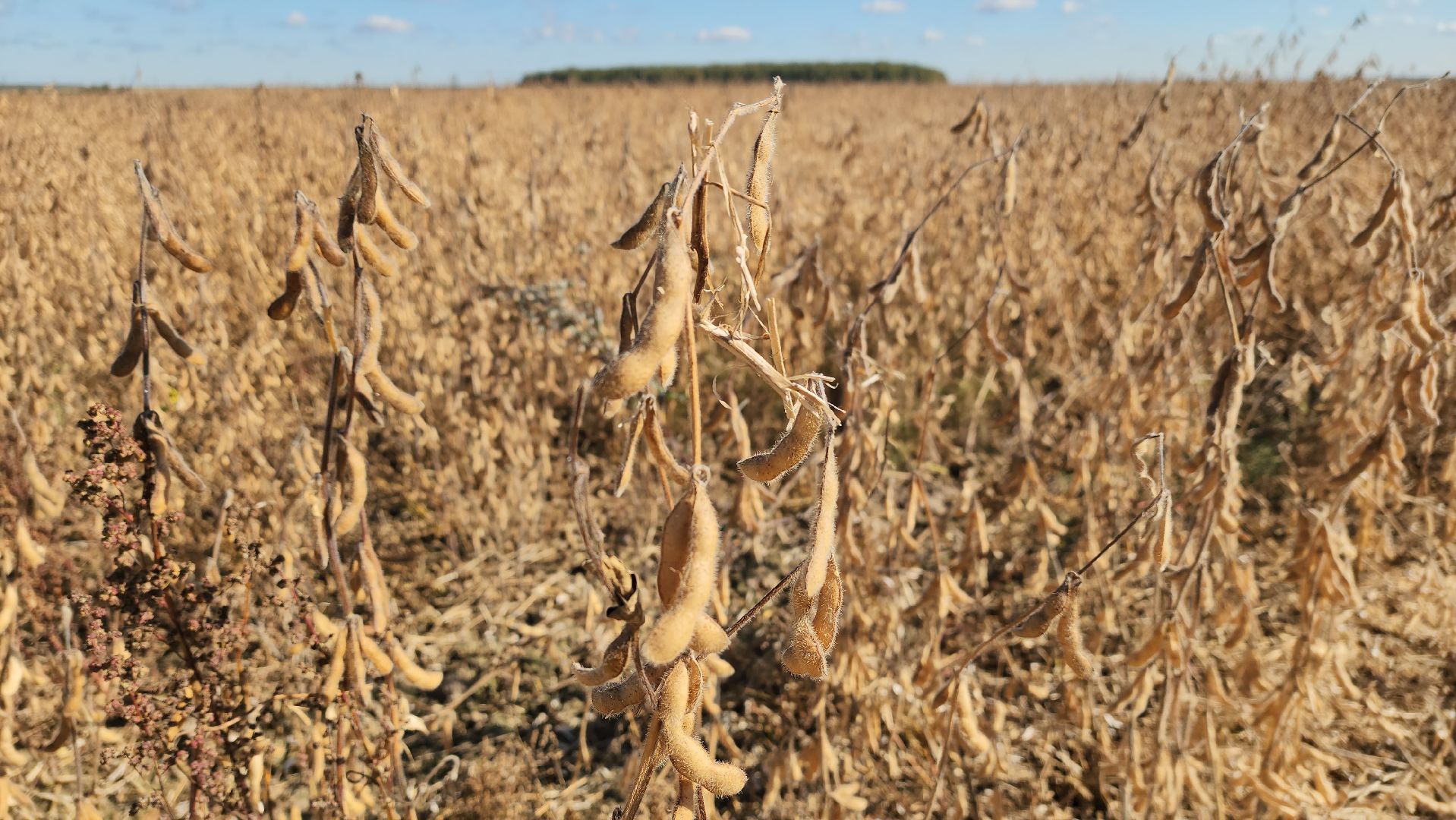 луховицы, сельское хозяйство, уборка сои, туламашагро,