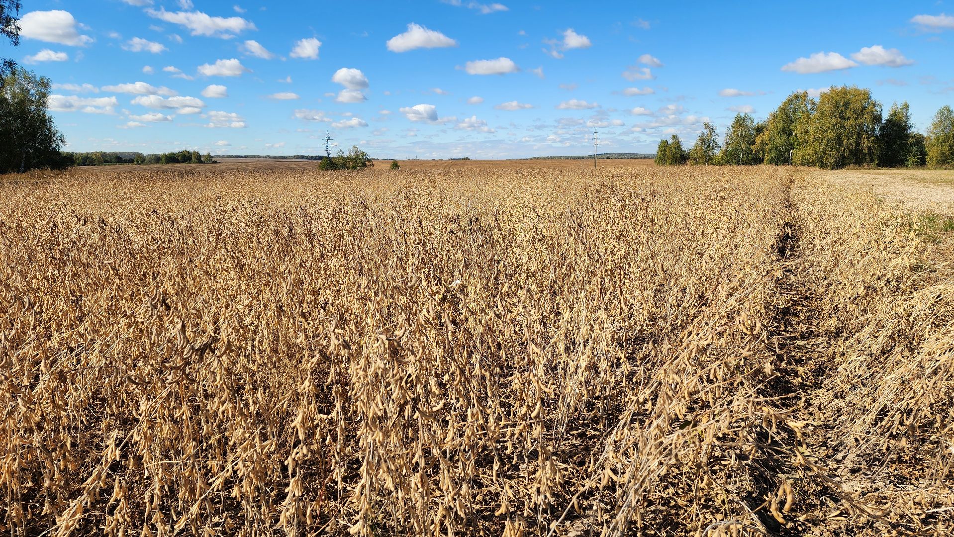 луховицы, сельское хозяйство, уборка сои, туламашагро,