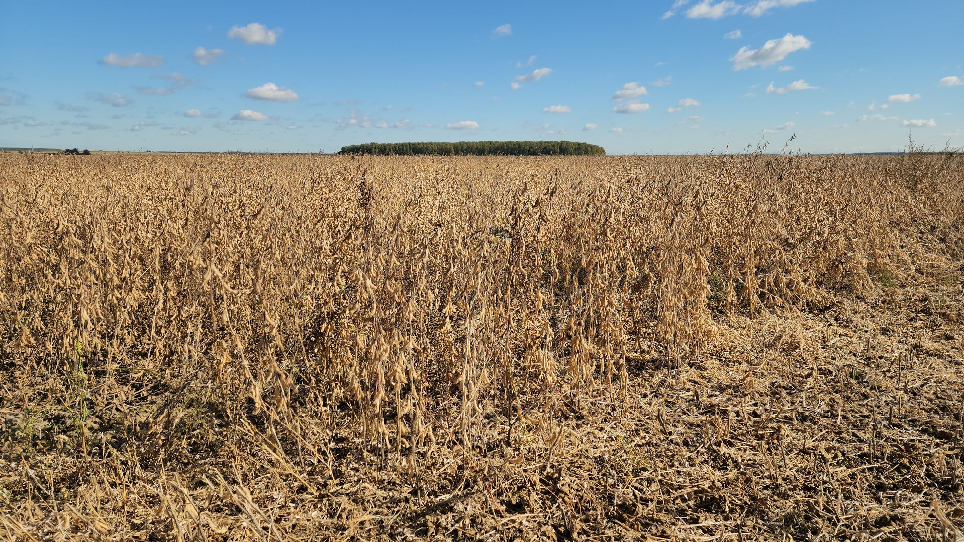 луховицы, сельское хозяйство, уборка сои, туламашагро,