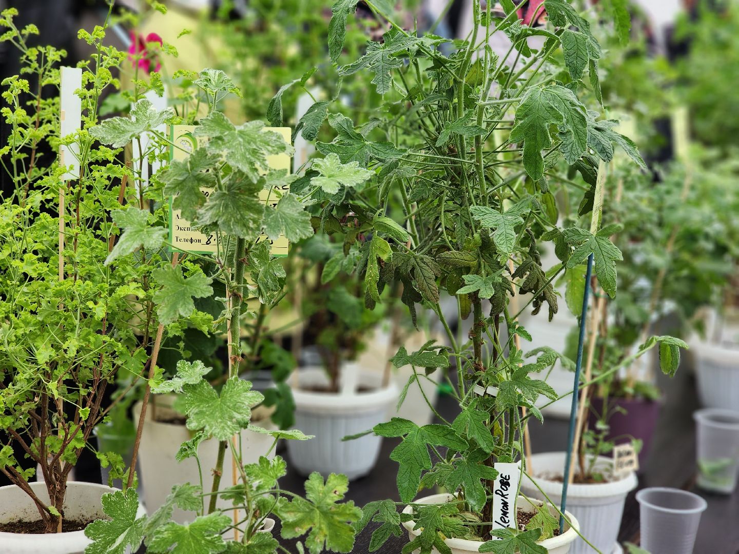 пушкино, пушкинский питомник декоративных растений , пушкинскому питомнику 86, зеленое подмосковье,