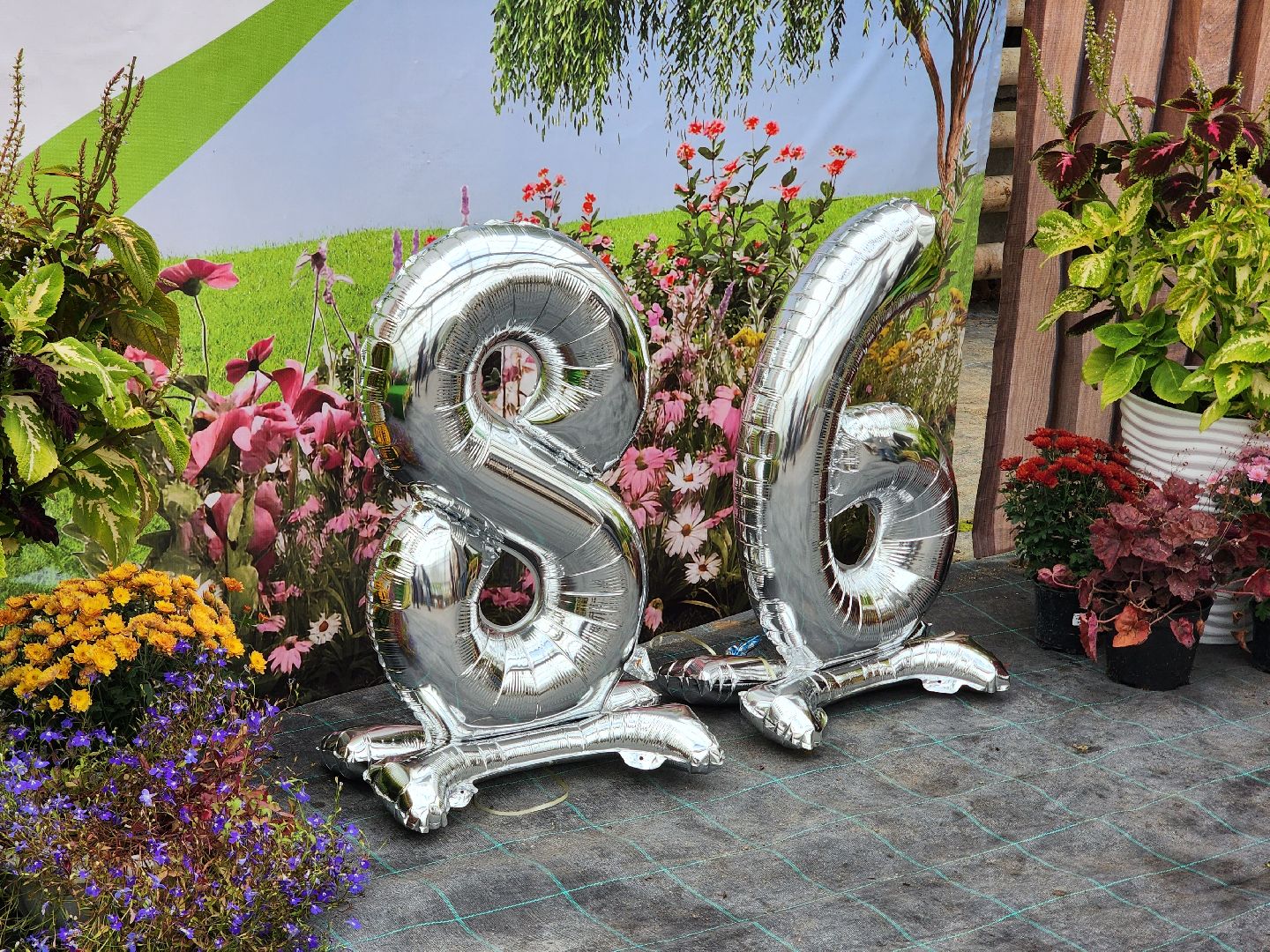 пушкино, пушкинский питомник декоративных растений , пушкинскому питомнику 86, зеленое подмосковье,