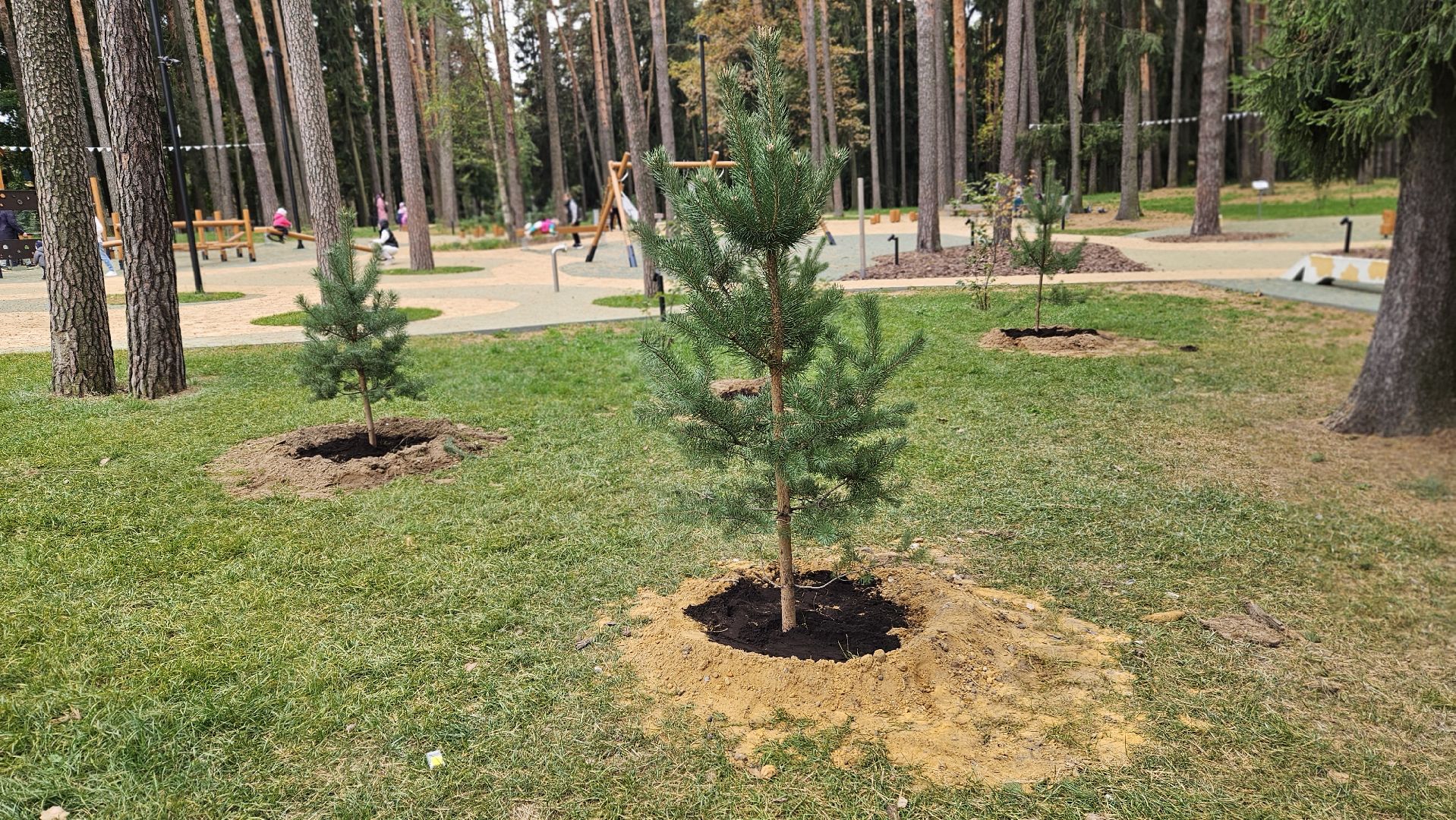 эко акция, деревья, жуковский,
