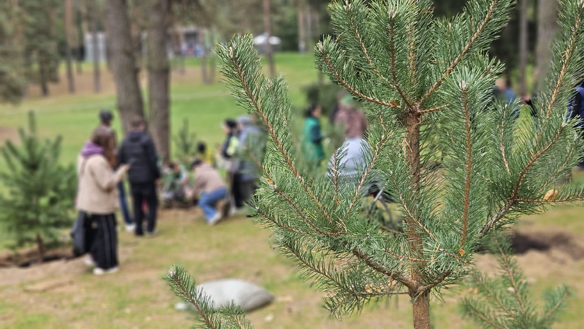 эко акция, деревья, жуковский,