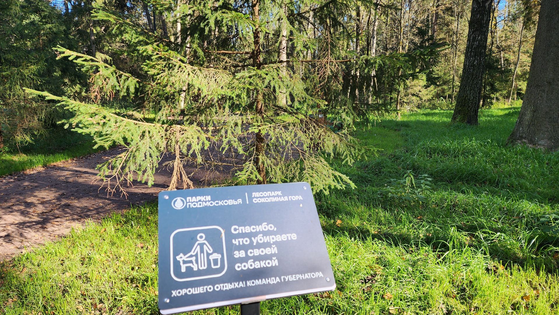 истра, благоустройство, лесопарк,