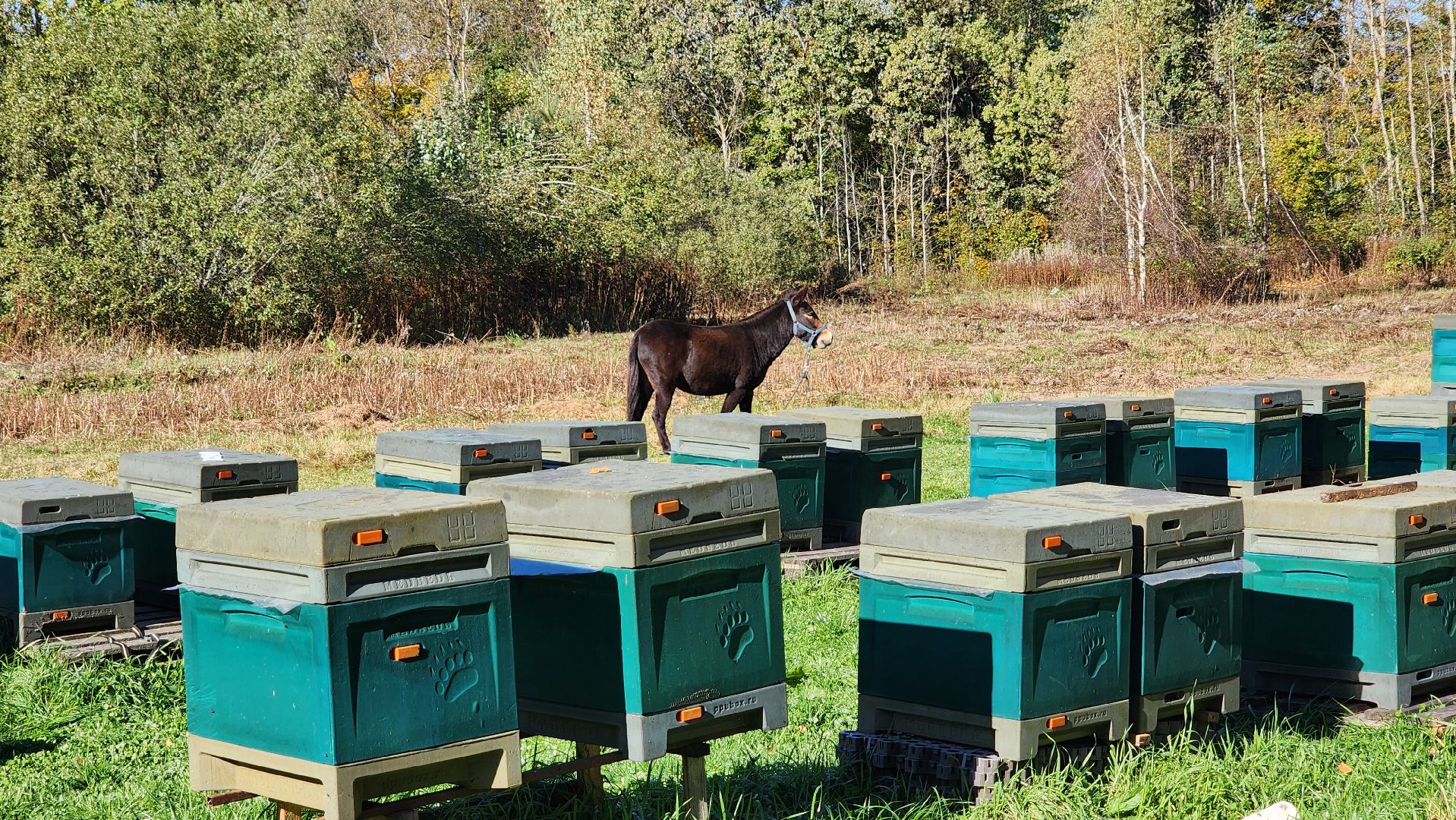 клин, пасека, пчеловод, агролидер, туризм, национальная премия ,