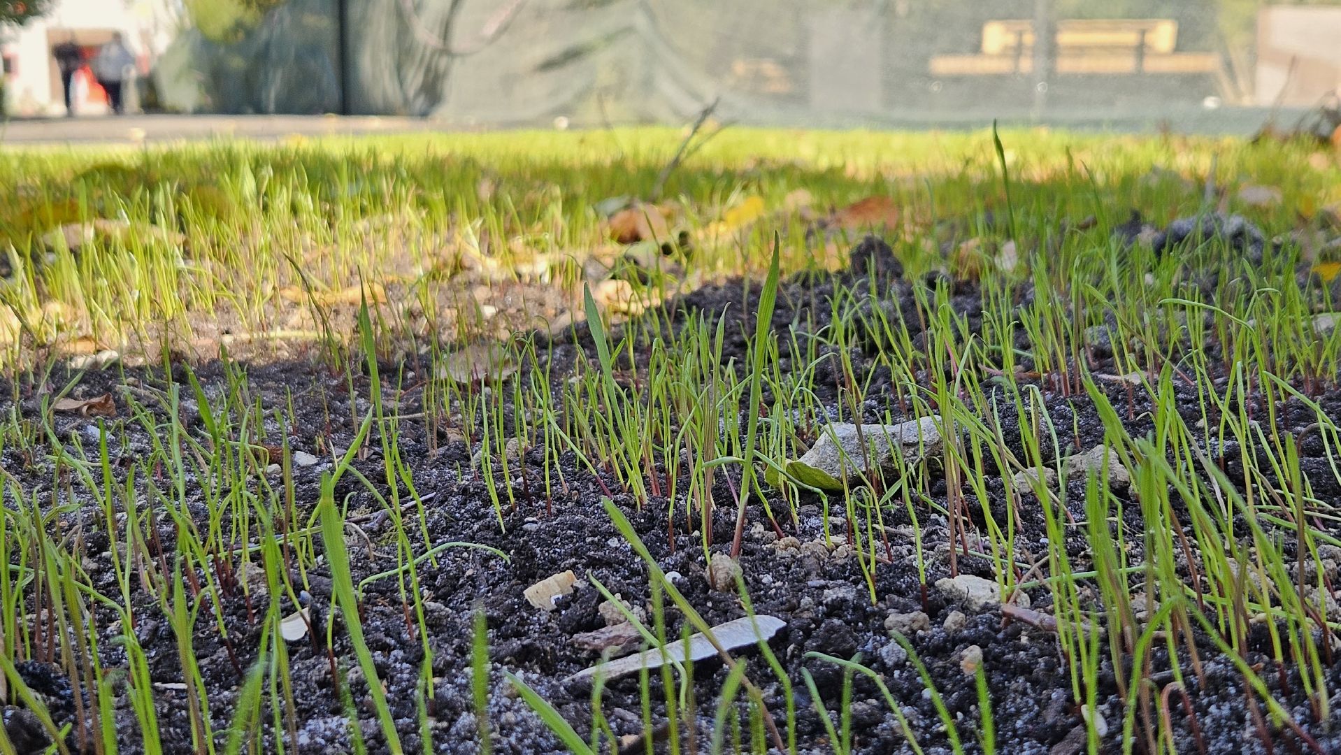 долгопрудный, сквер, сквер строителей, благоустройство,