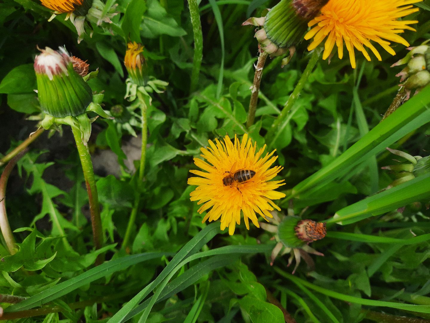 Шатура, покос травы, благоустройство,