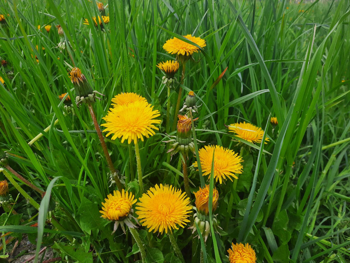 Шатура, покос травы, благоустройство,