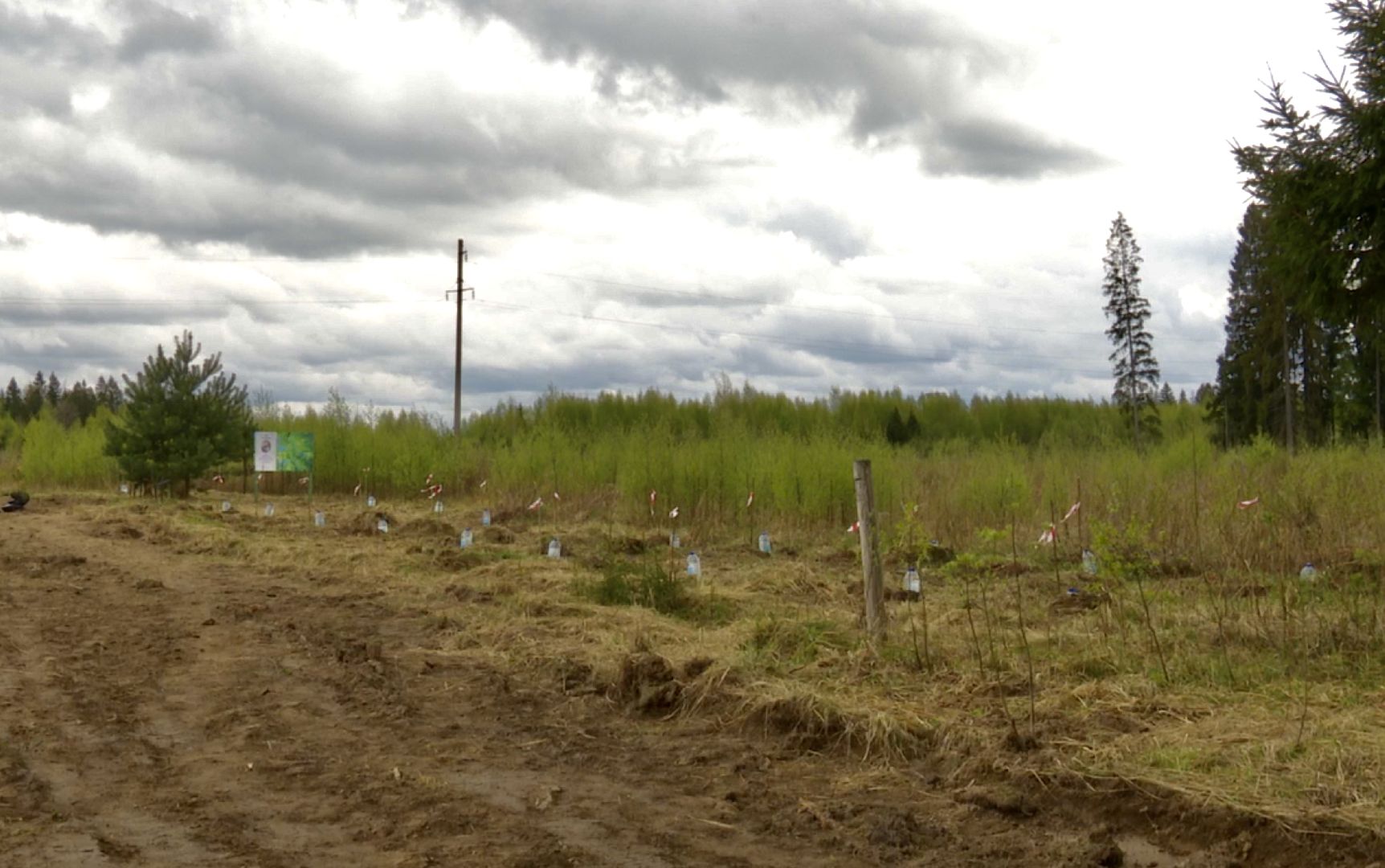 Клин, благоустройство, перемены, лес победы