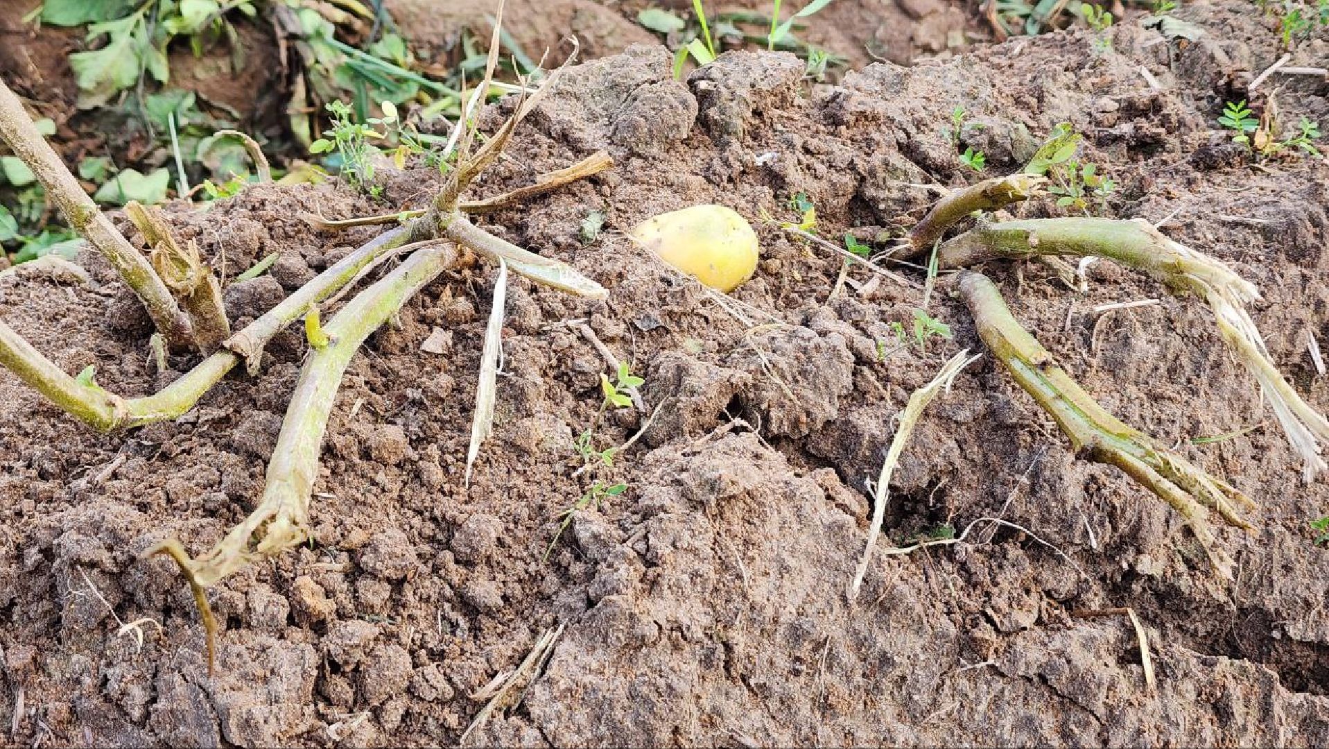 Дмитров, ЗАО Куликово, Уборочная кампания, Минсельхоз,