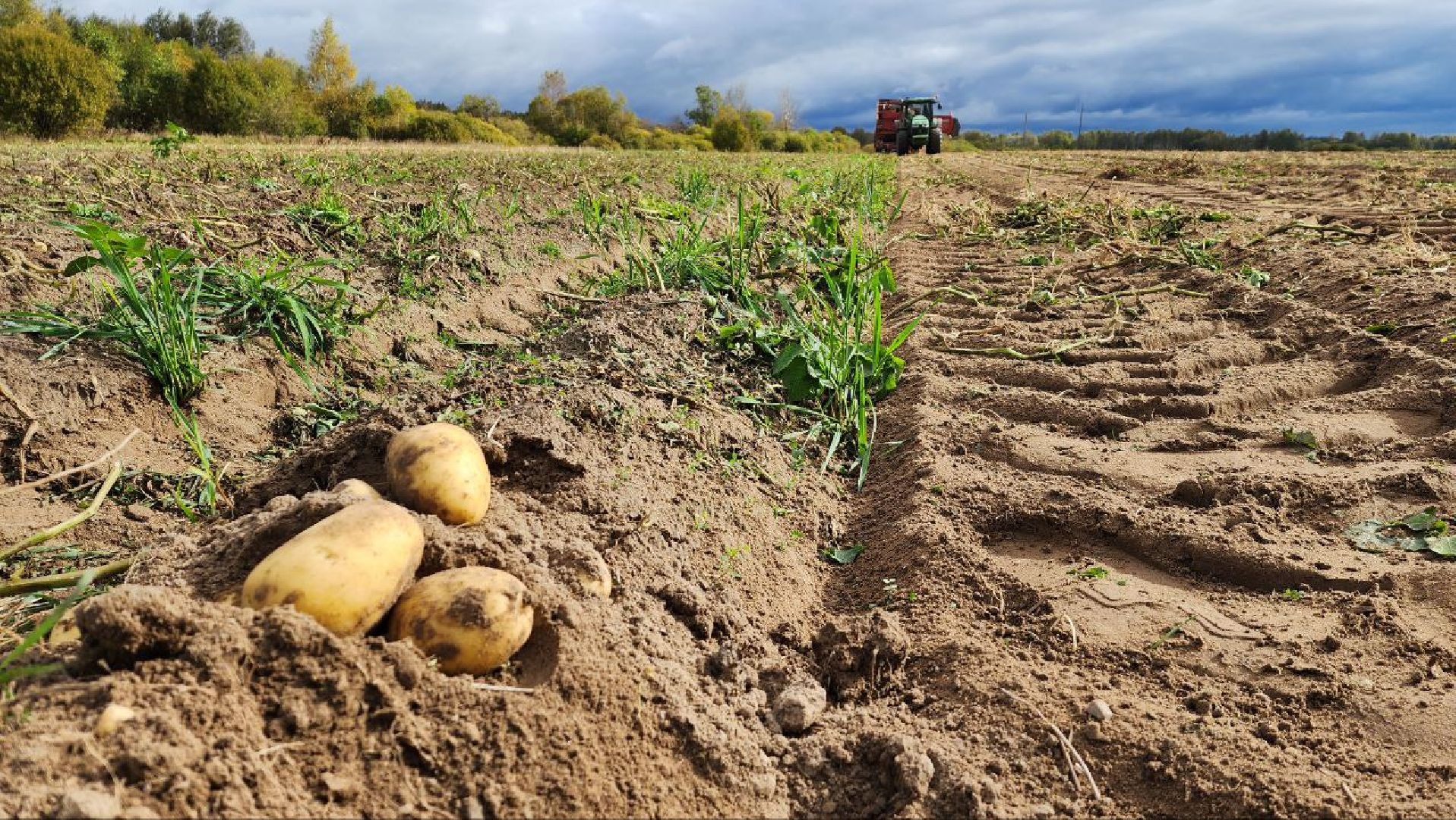Дмитров, ЗАО Куликово, Уборочная кампания, Минсельхоз,