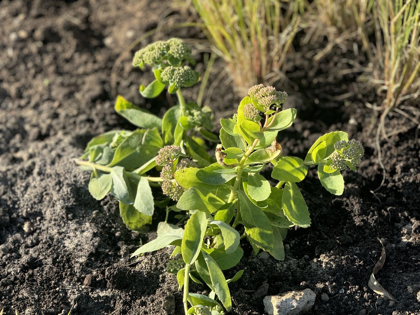 набережная , благоустройство сквера ,  ленинский городской округ,