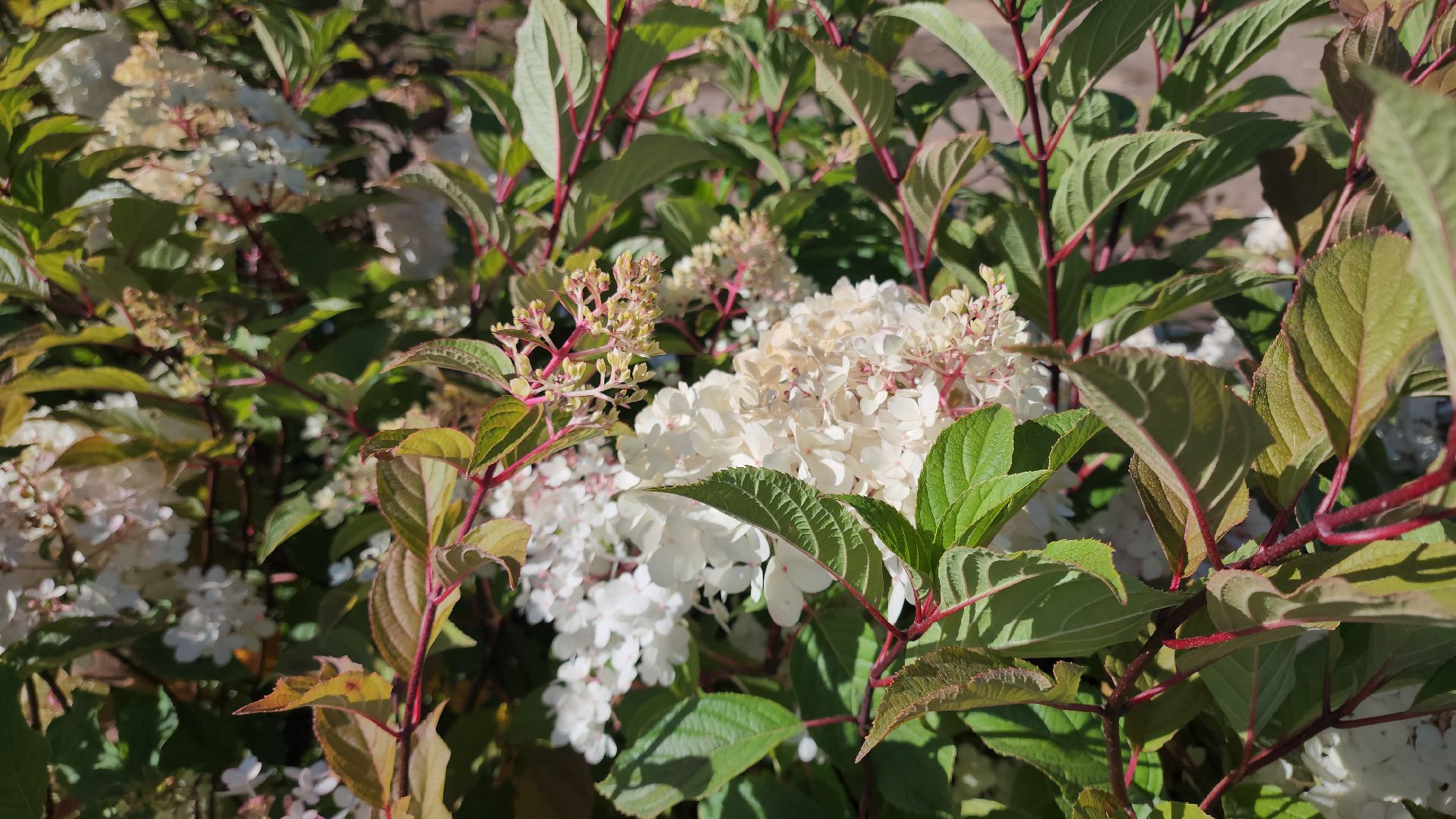 кашира, образование, движение первых, питомник растений, экология, экскурсия, дети, школа,