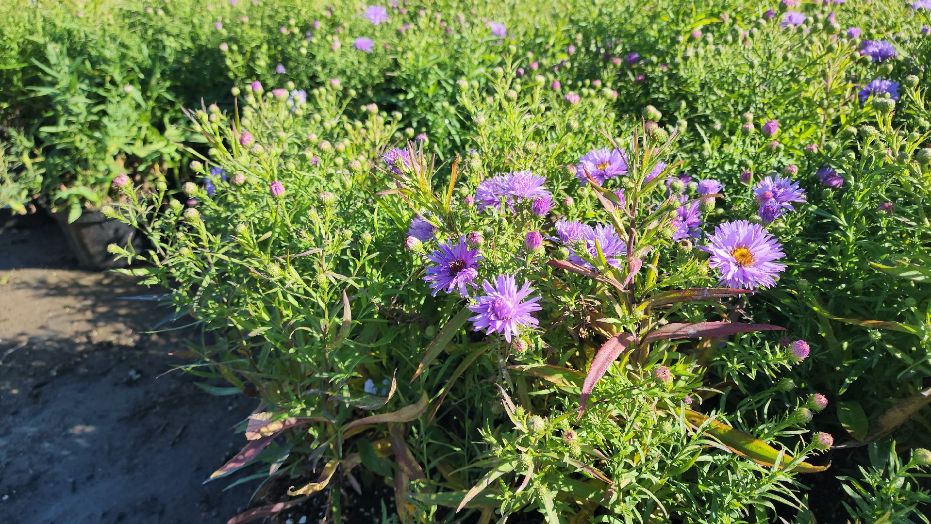 кашира, образование, движение первых, питомник растений, экология, экскурсия, дети, школа,