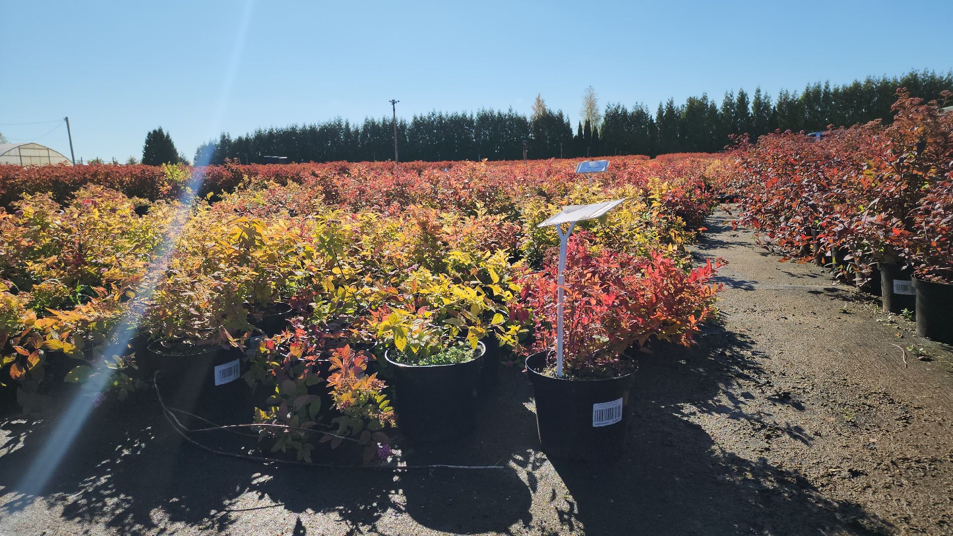 кашира, образование, движение первых, питомник растений, экология, экскурсия, дети, школа,