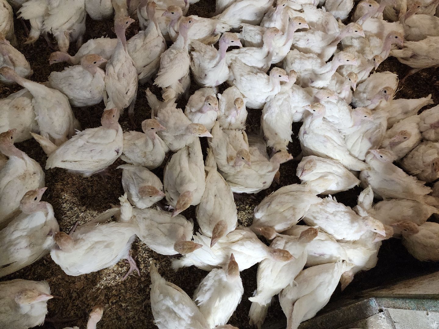 Егорьевск , Подмосковье , Московская область ,