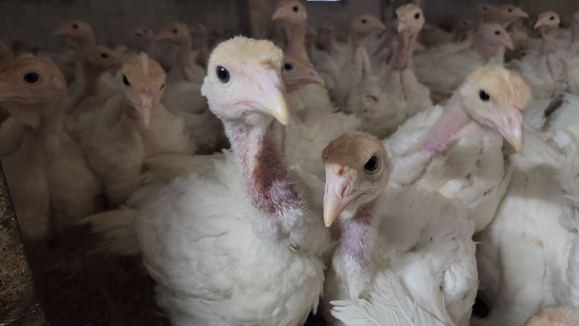 Егорьевск , Подмосковье , Московская область ,