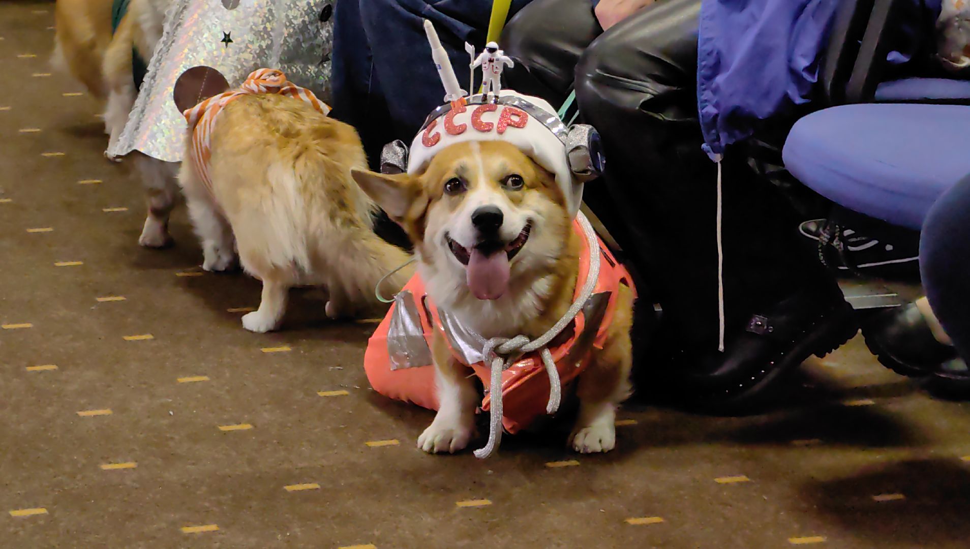 корги, отряд, волонтеры, миссия, космонавт, герой рф,